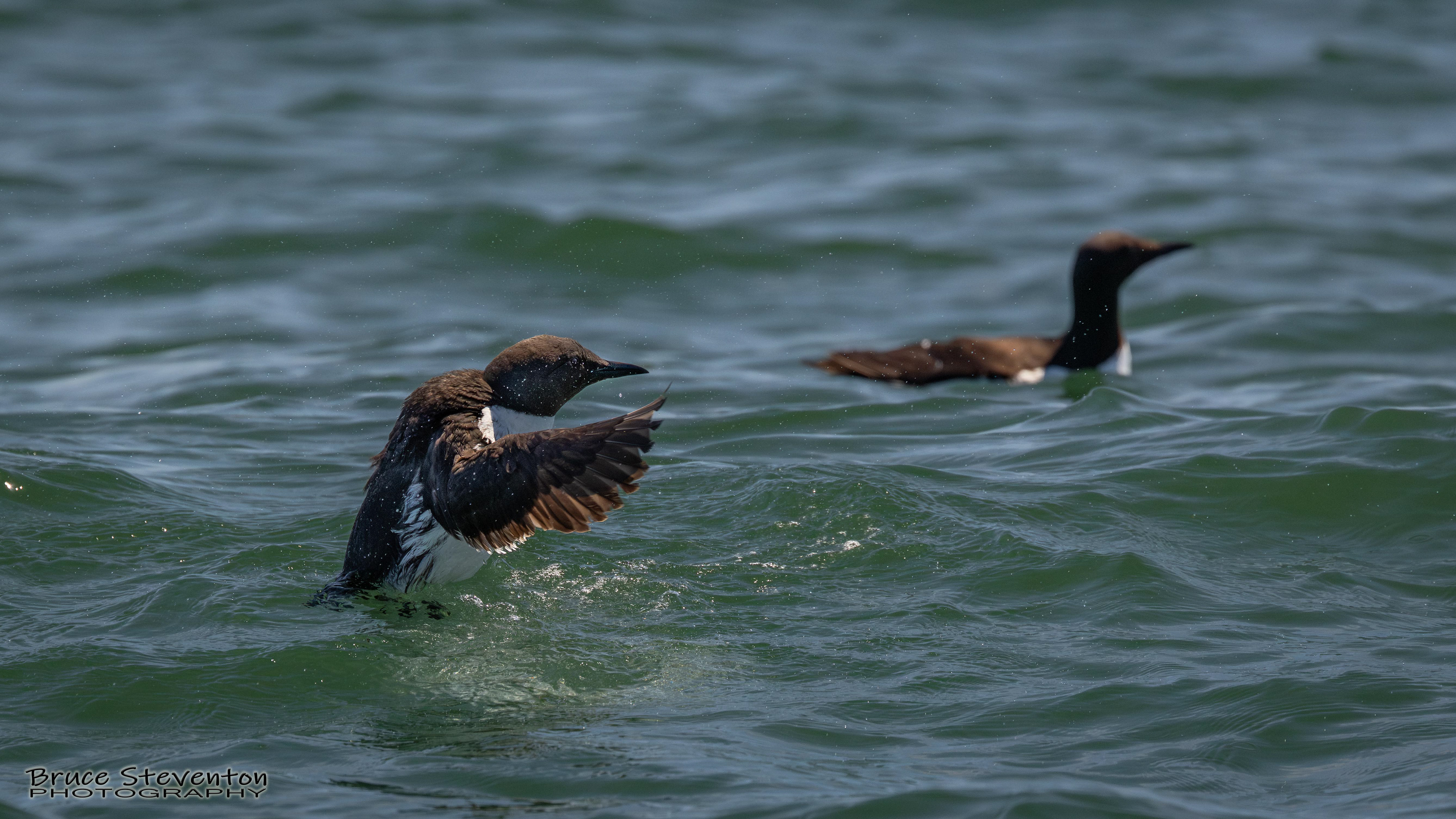 Common Murre
