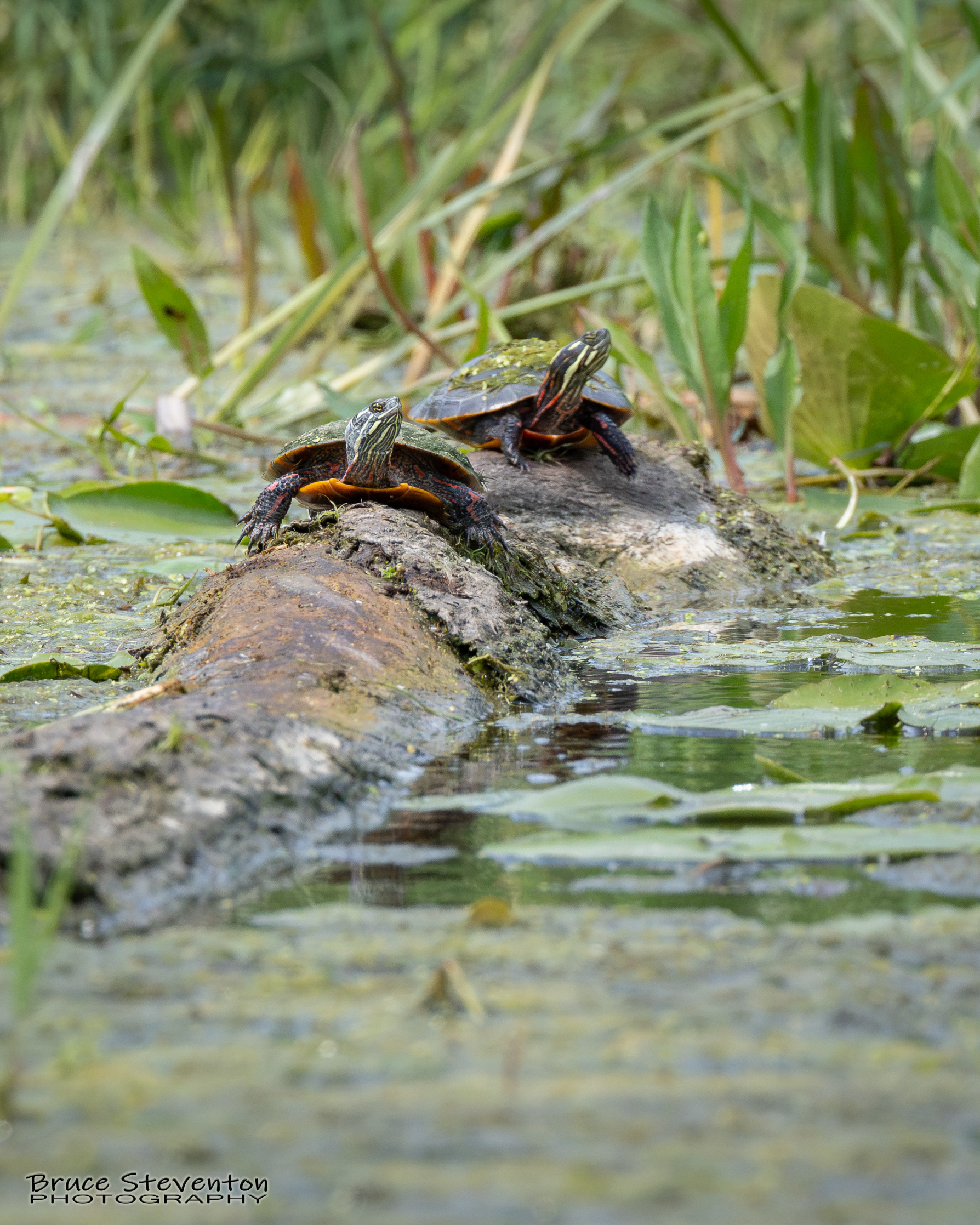 Painted Turtle