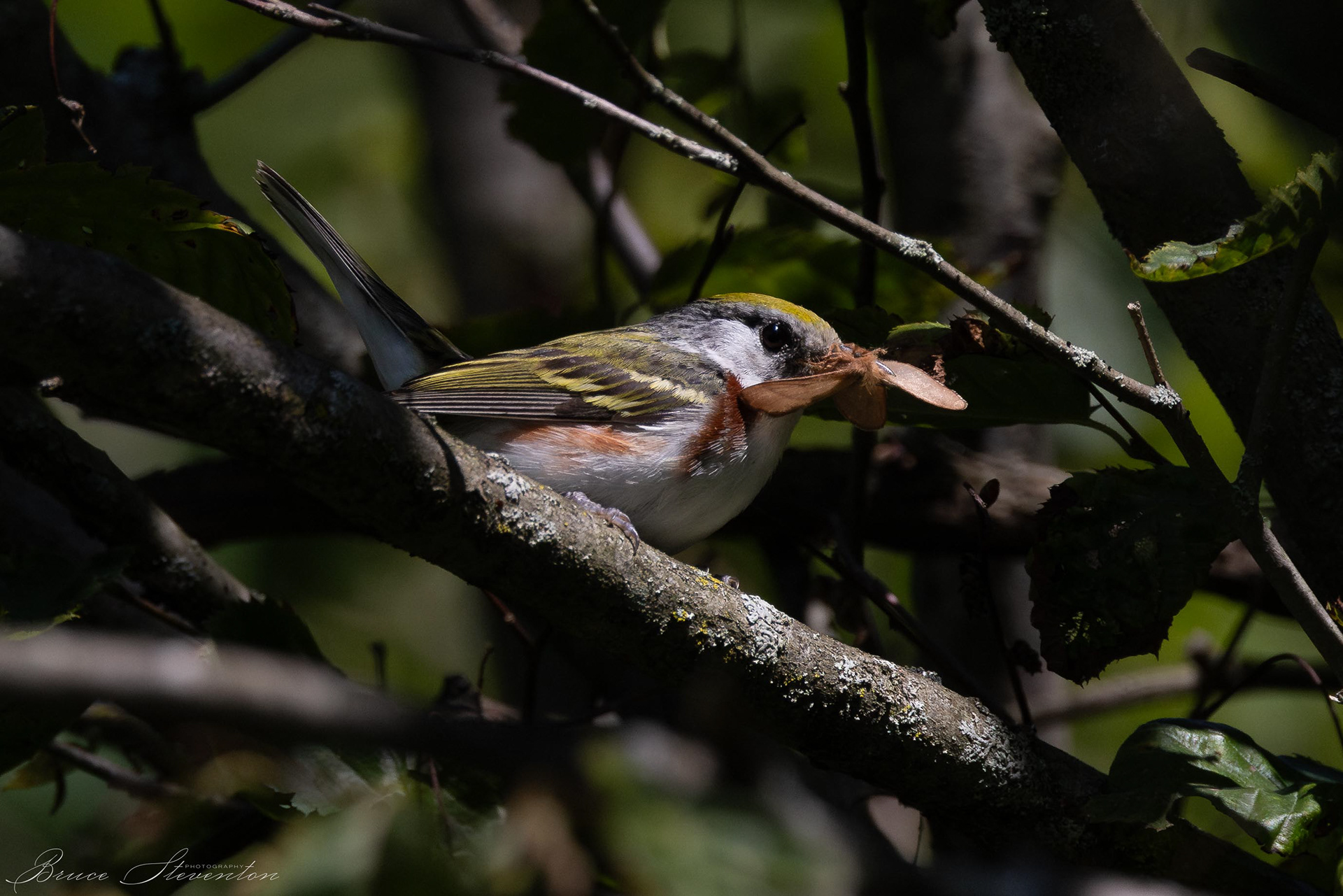 Chestnut-sided warbler with a captured moth 