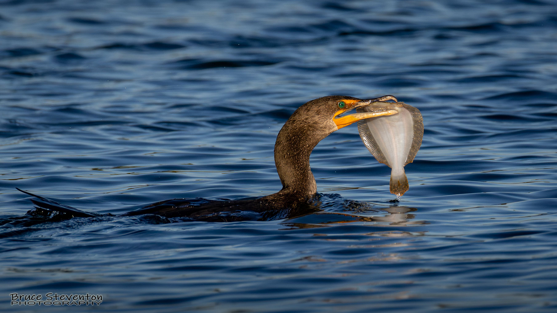 Double-crested Cormorant