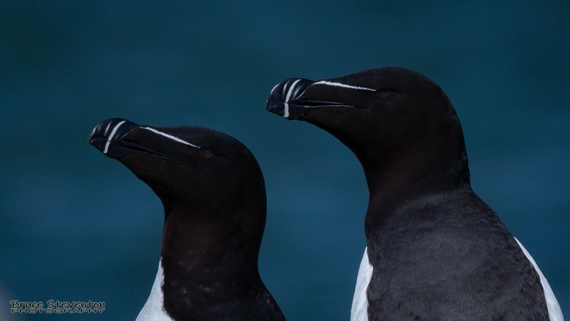 Razorbill