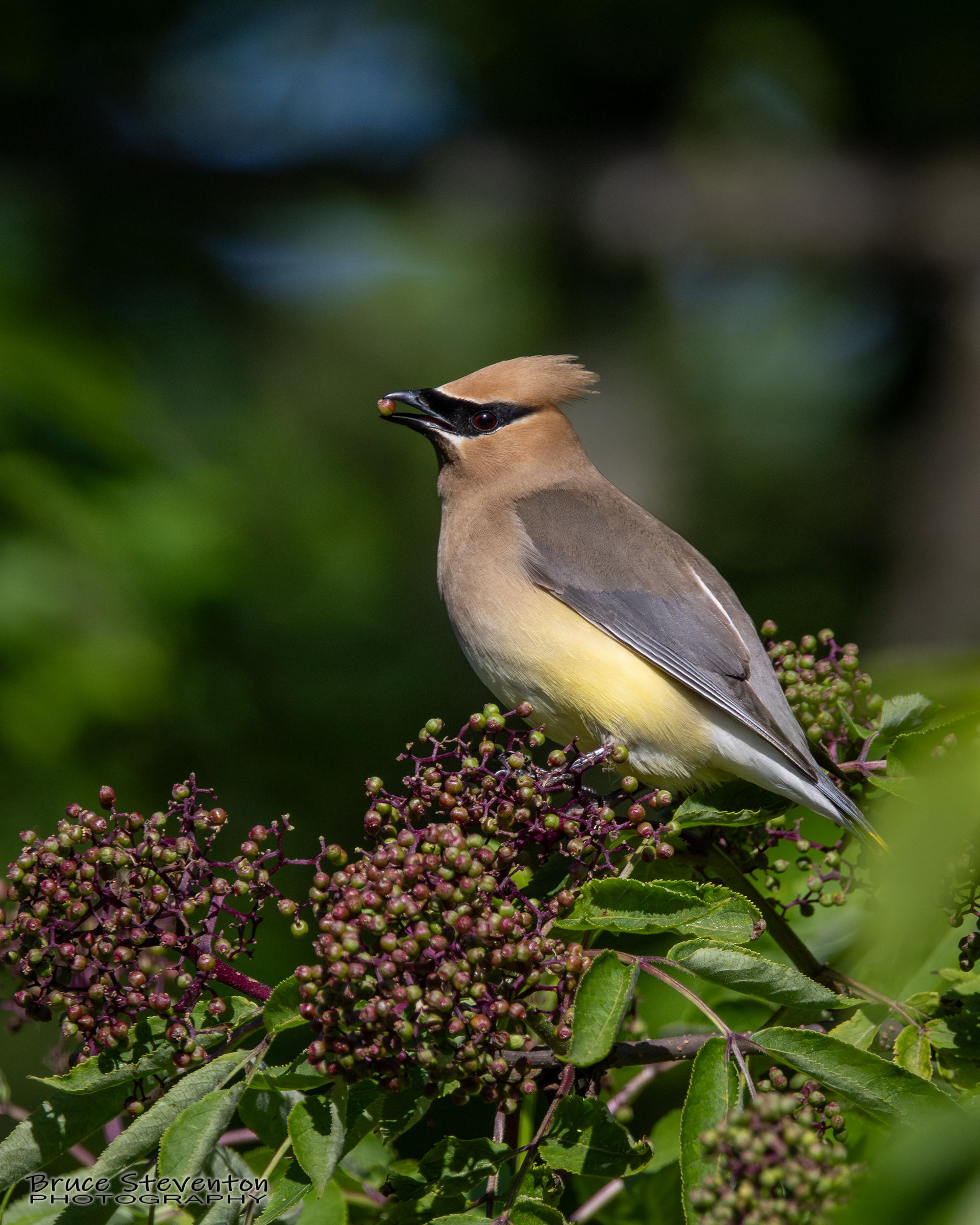 Cedar Waxwing