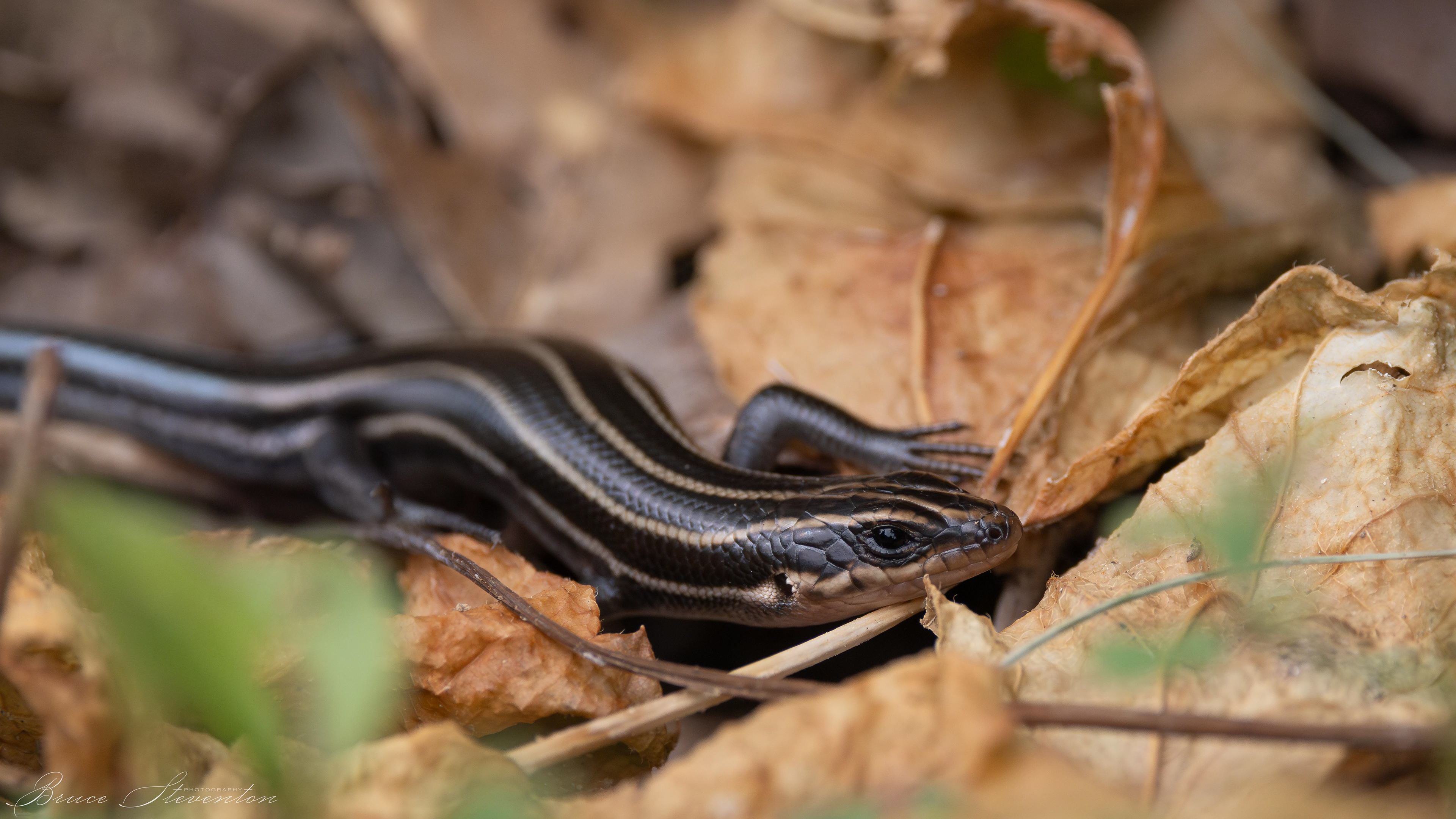 Five-lined Skink - French Broad River Greenway
