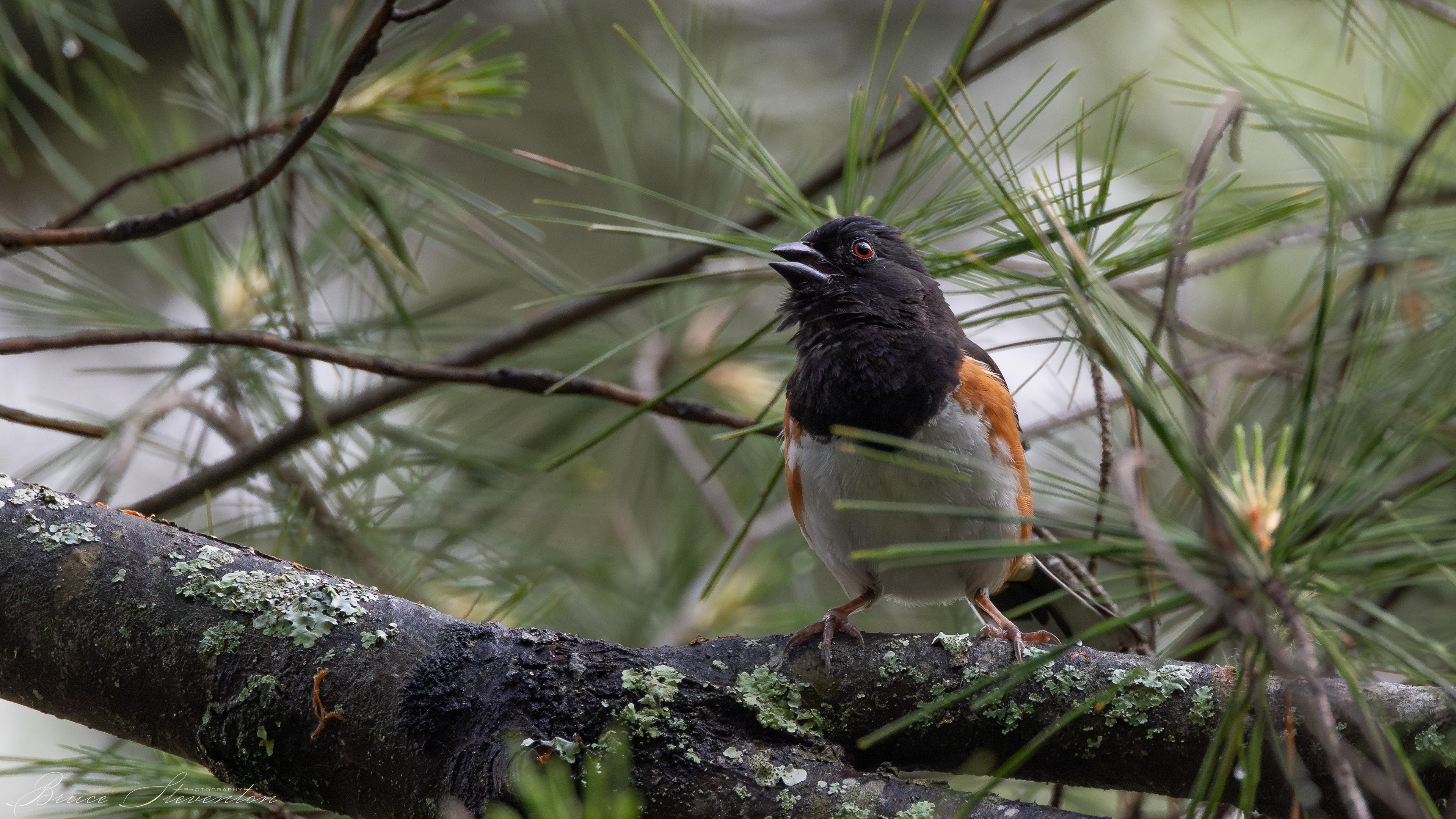 Eastern Towhee - Bartlett Mt