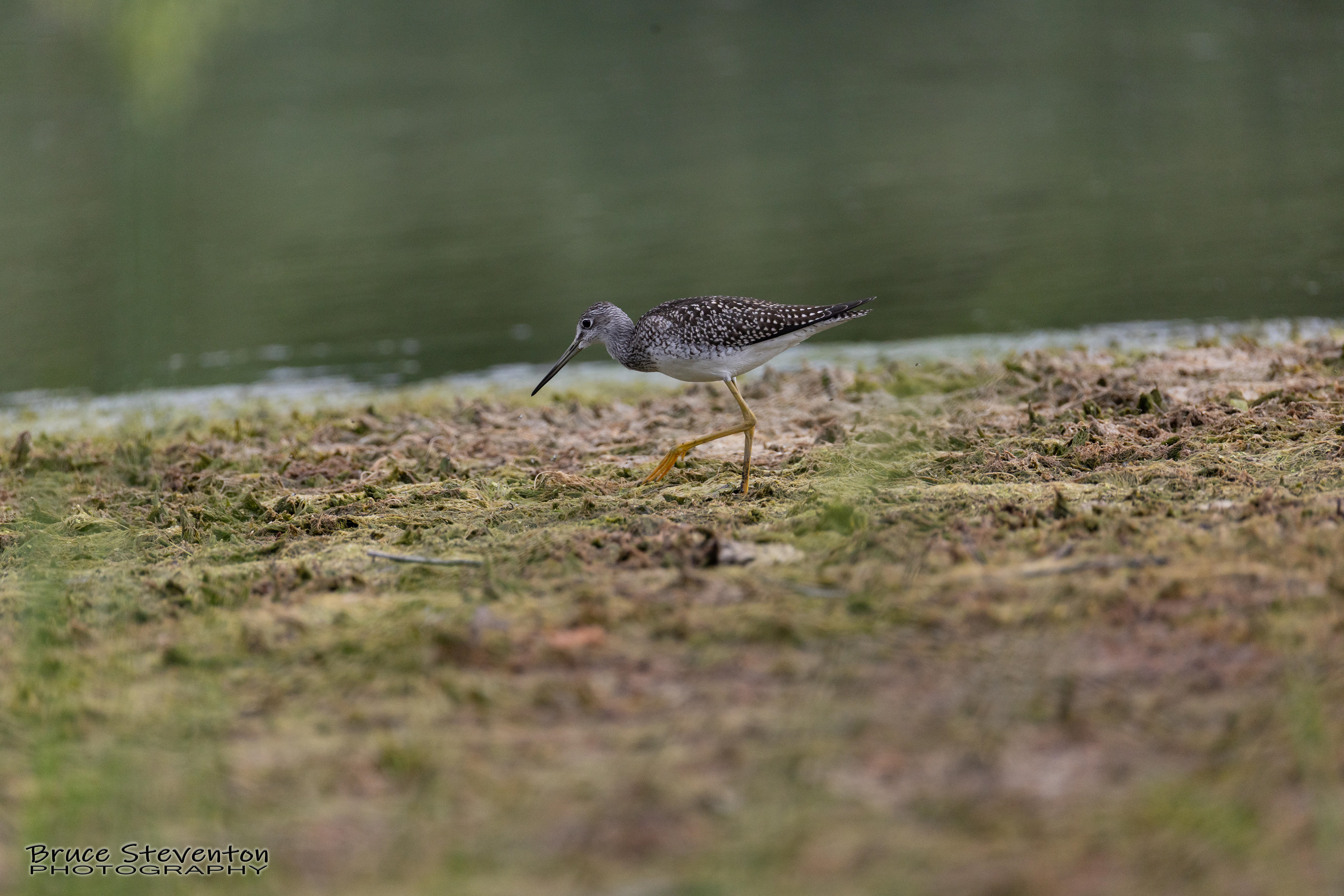 Yellowlegs