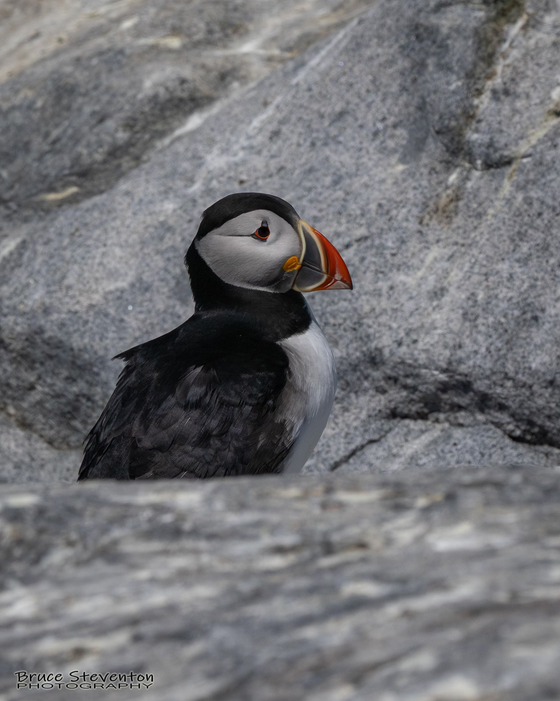 Atlantic Puffin