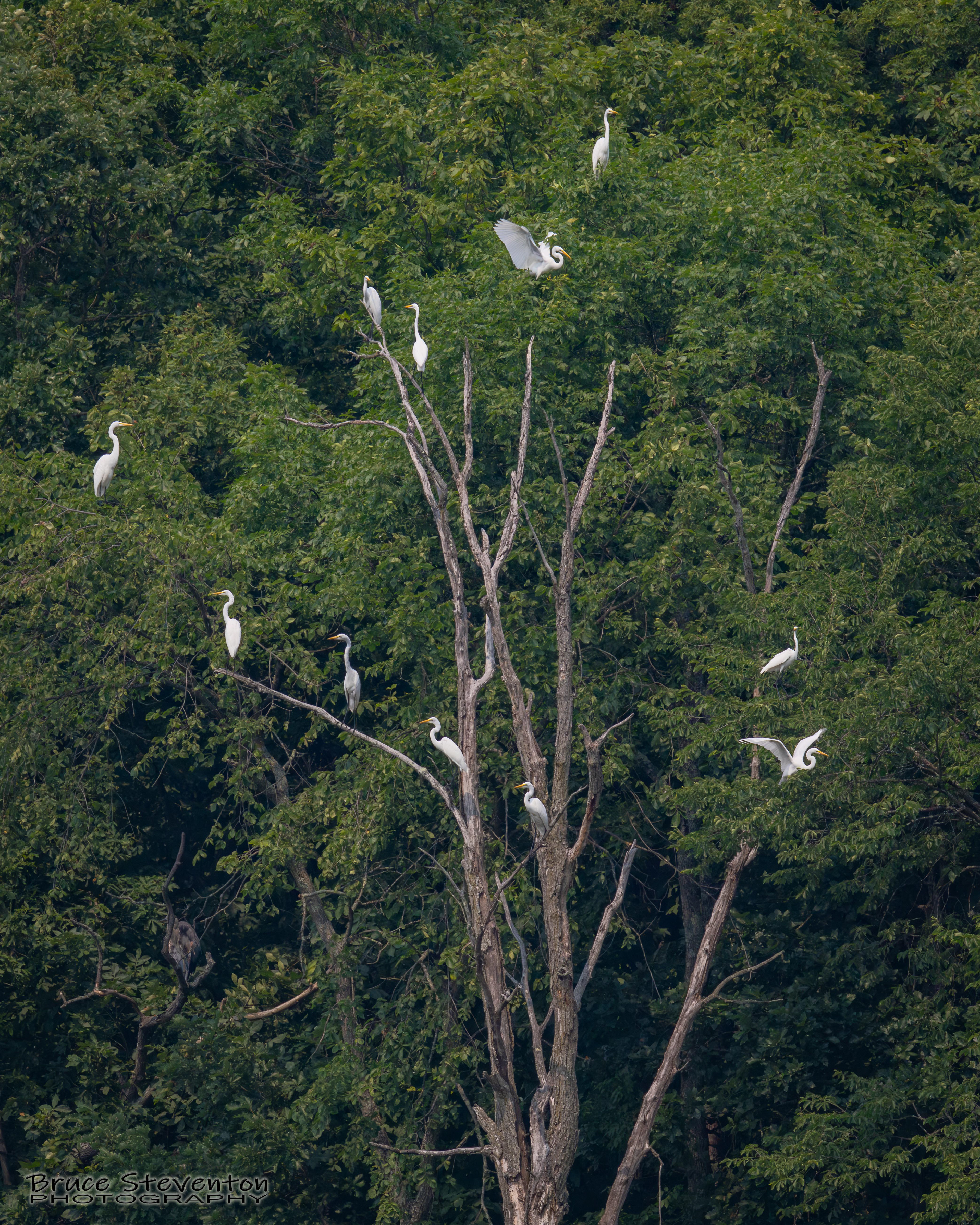 Great Egret