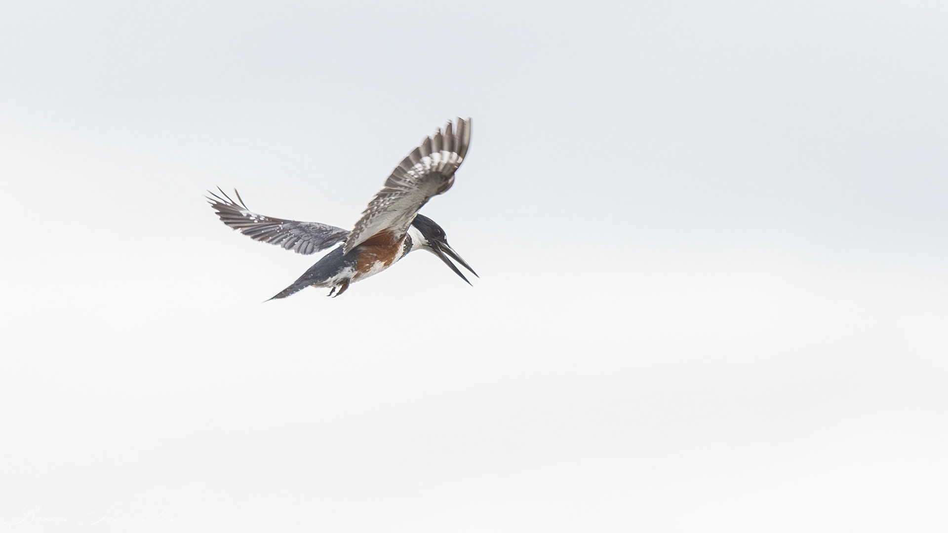 Belted Kingfisher