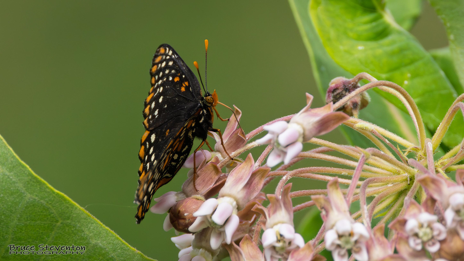 Baltimore Checkerspot