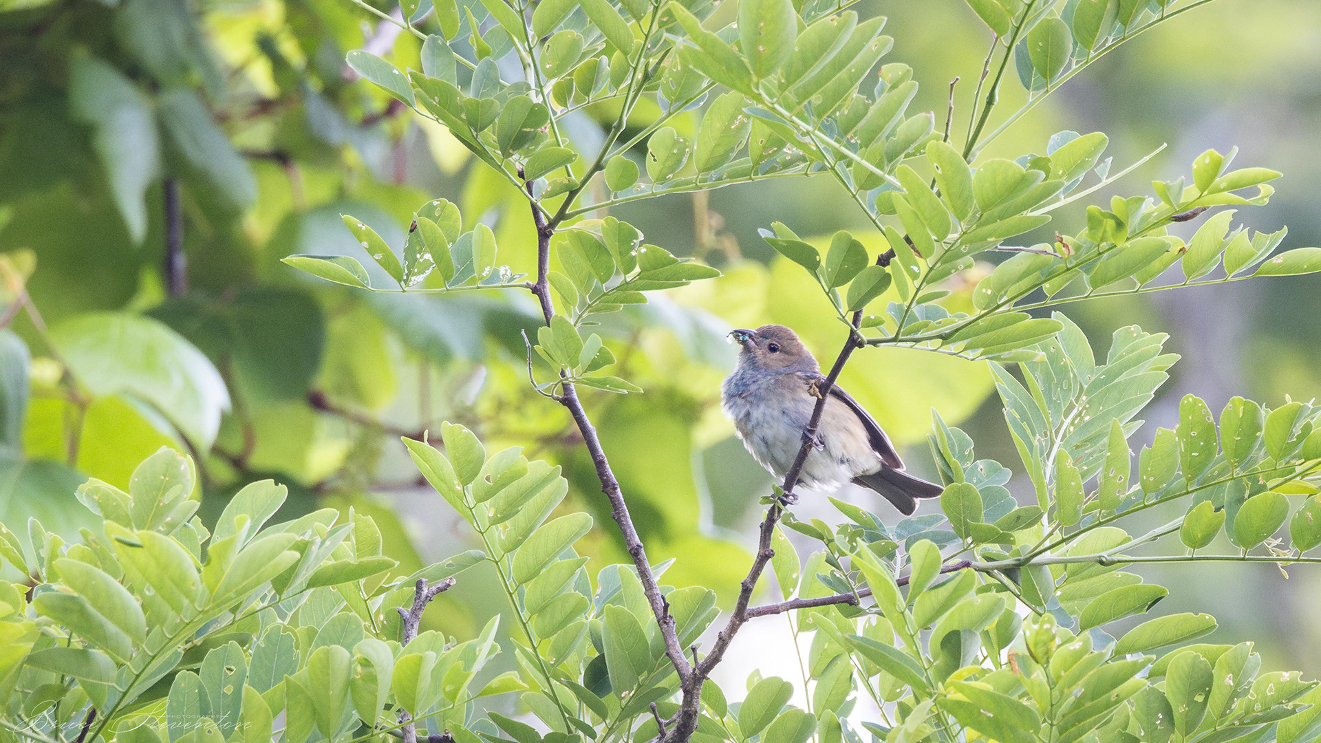 Indigo Bunting (F) - Blue Ridge Parkway