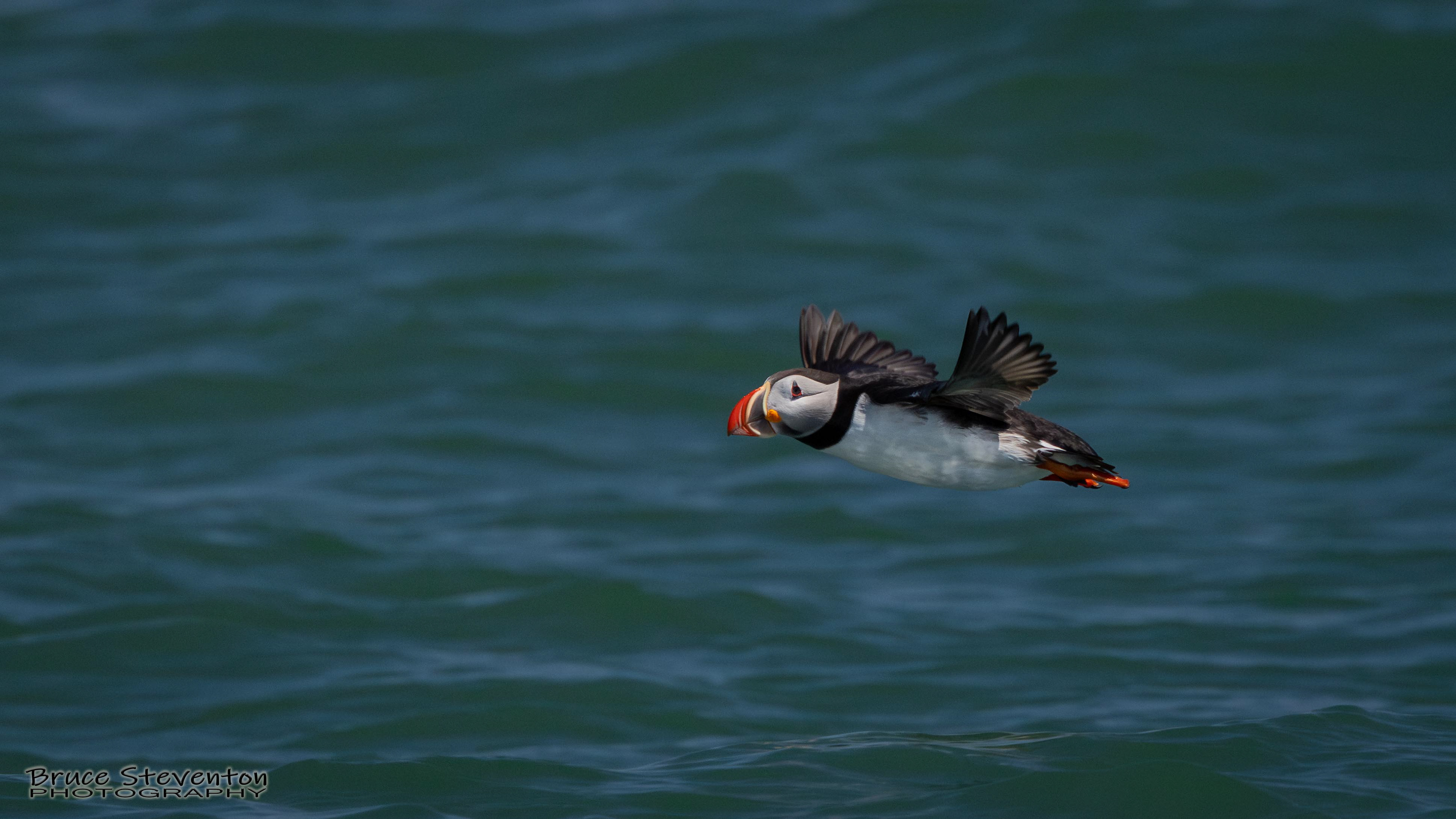 Atlantic Puffin
