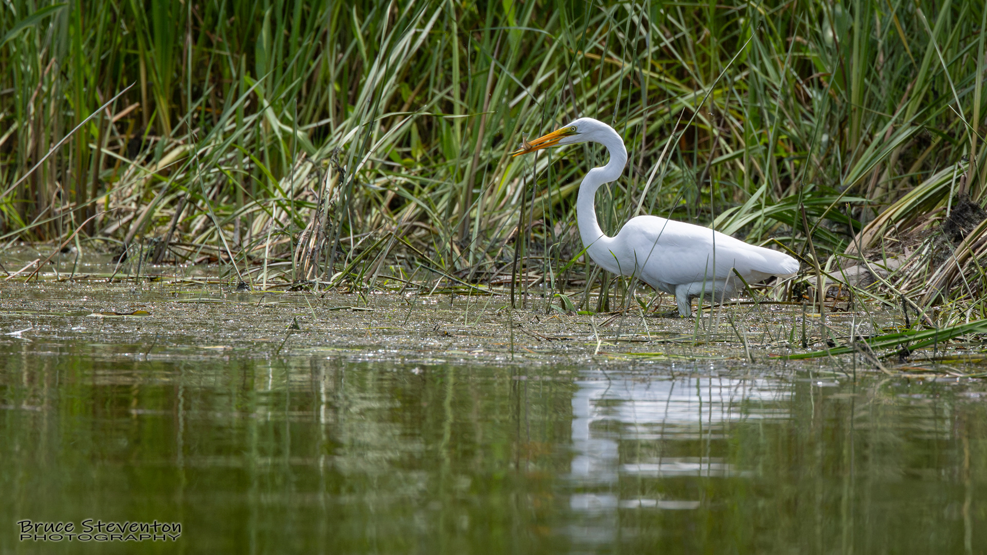 Great Egret