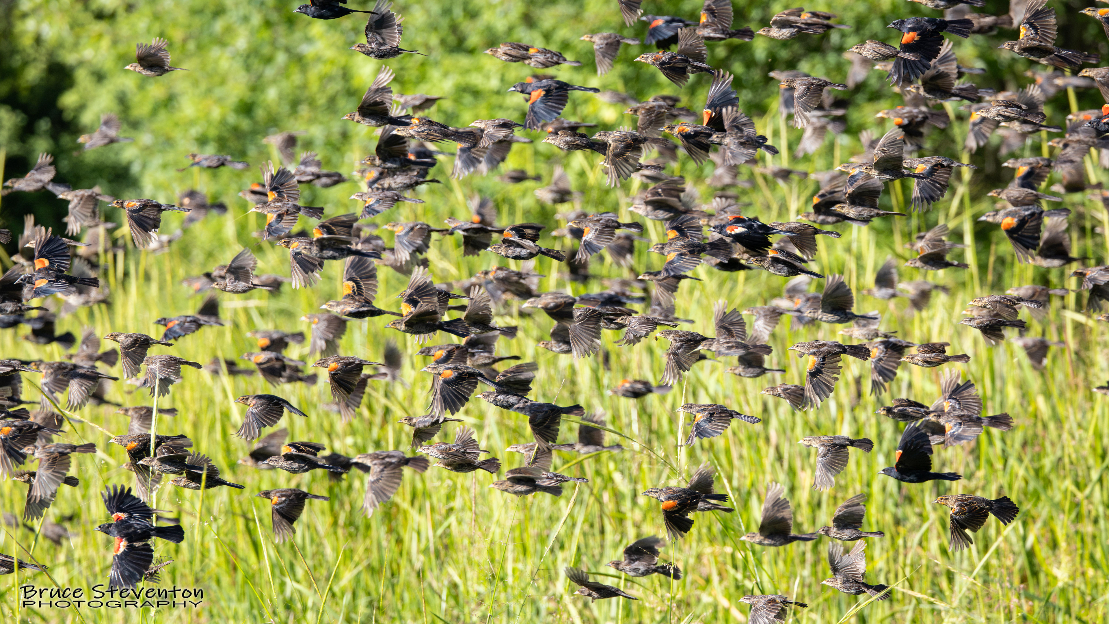 Red-winged Blackbird