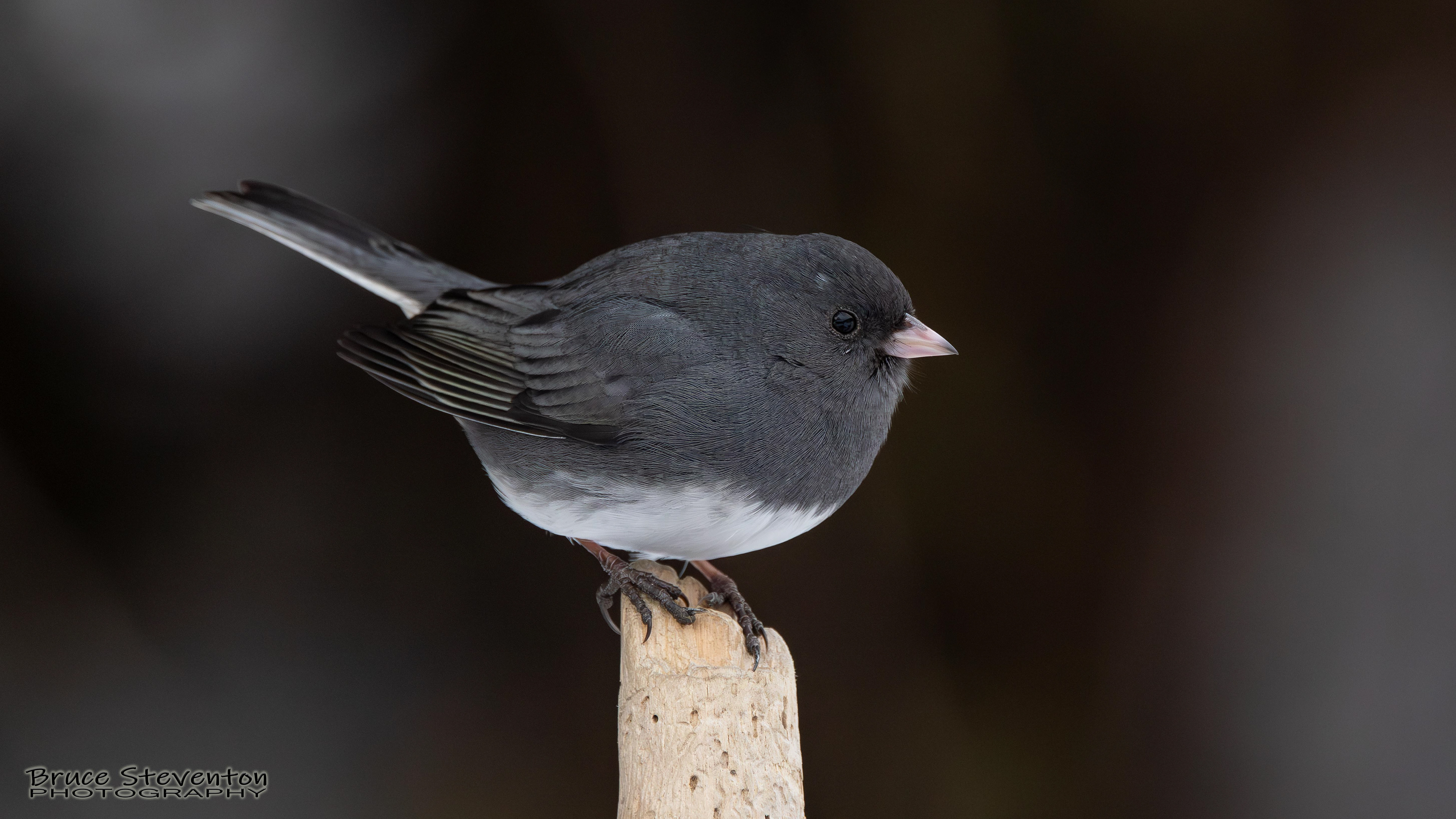 Dark-eyed Junco