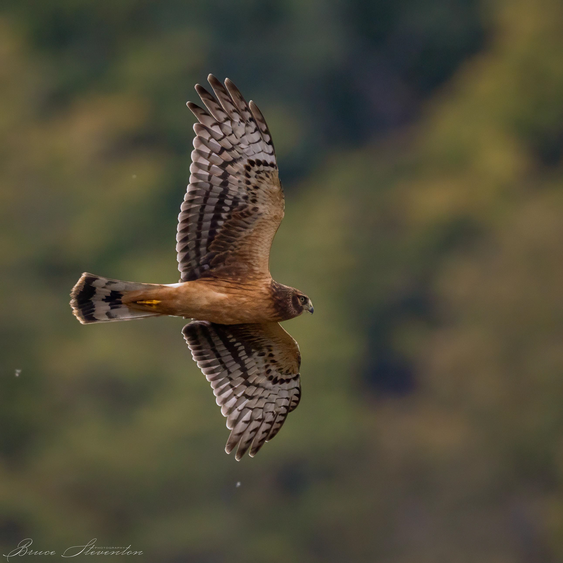 Northern Harrier