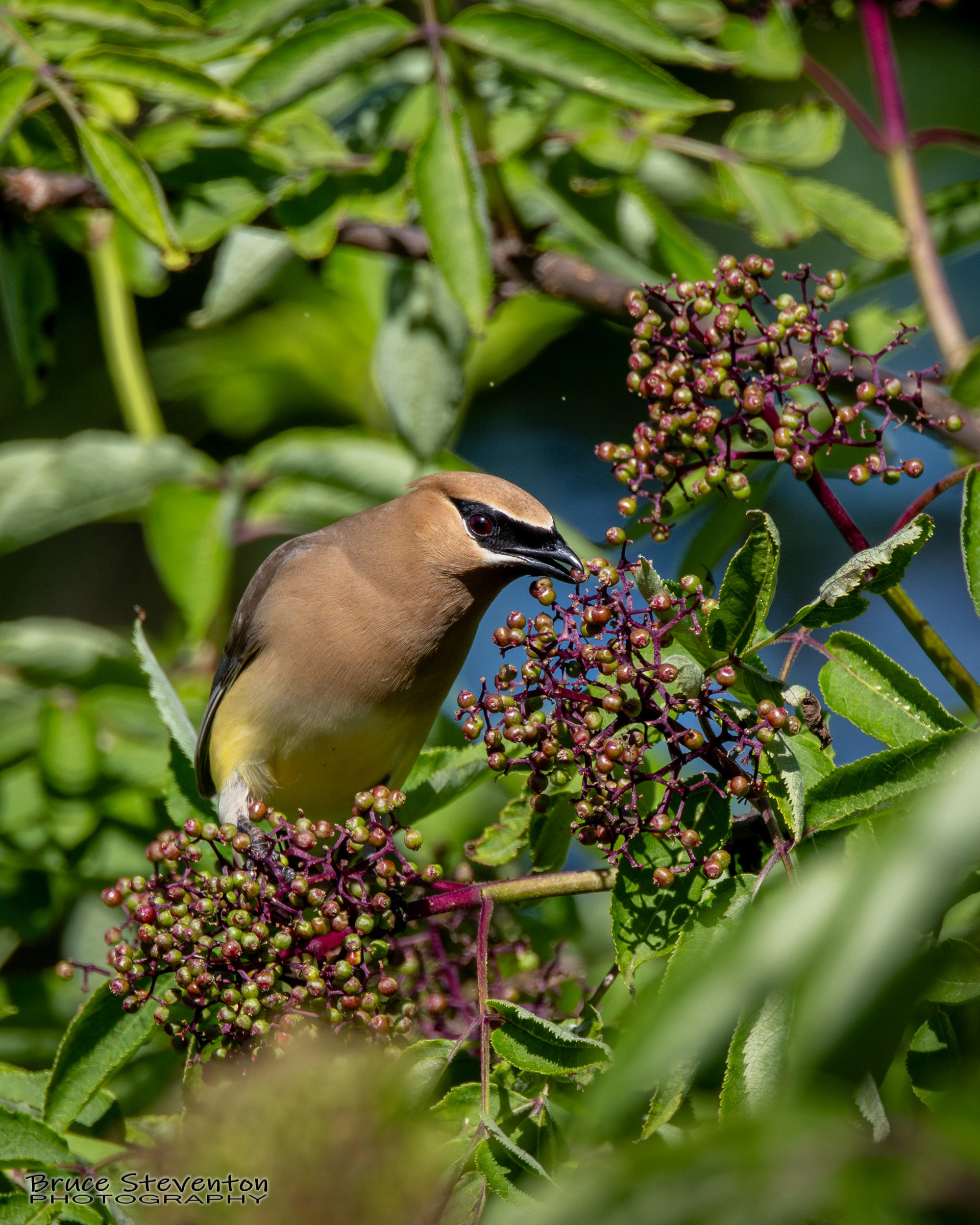 Cedar Waxwing