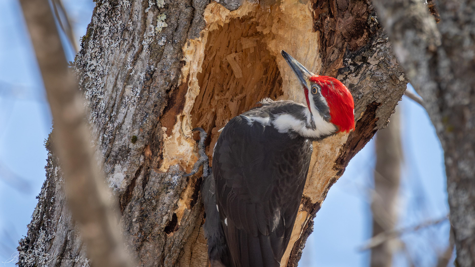 I couldn't tell if he was just hunting for grubs or creating a possible nesting cavity