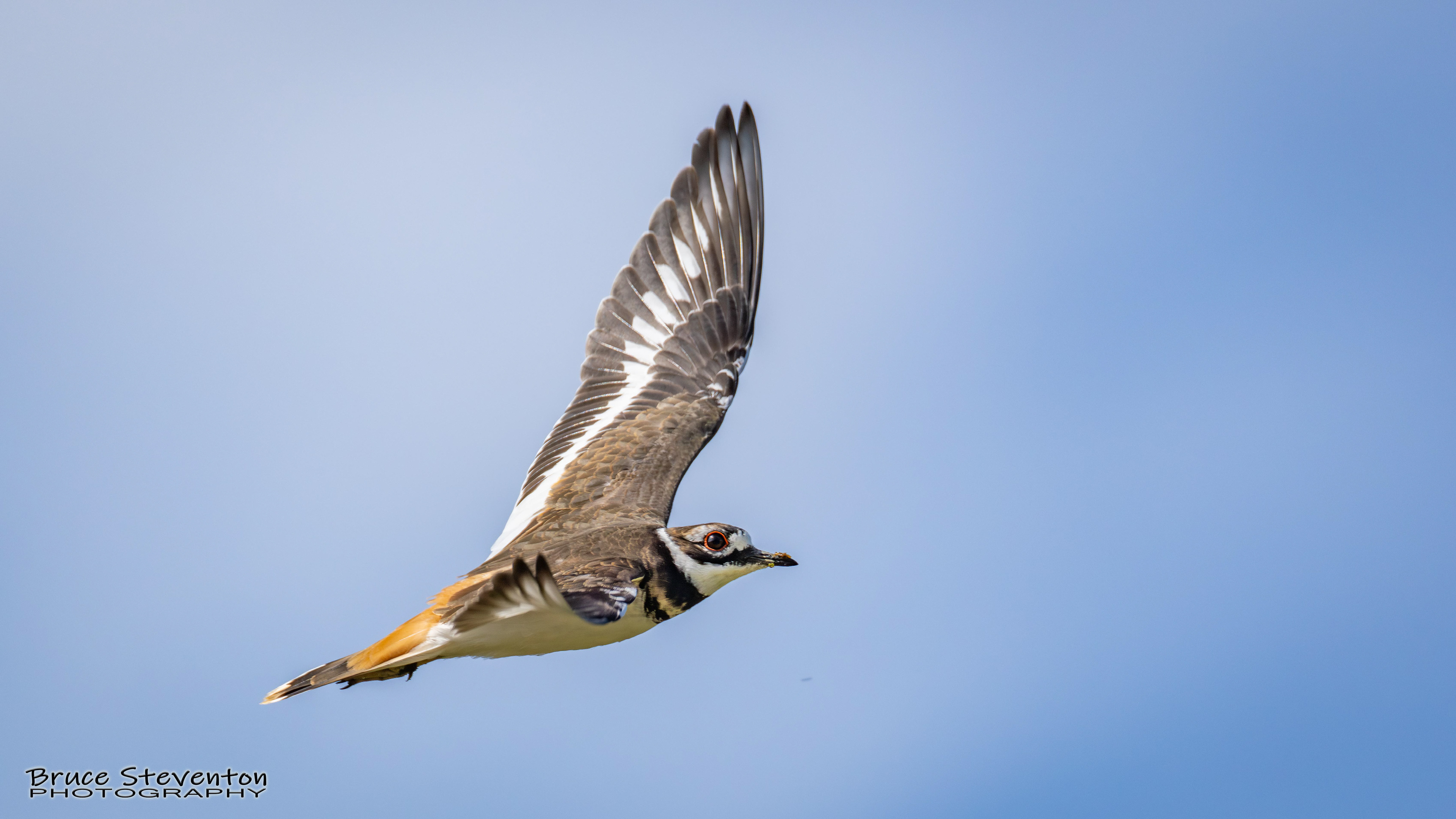 Killdeer
