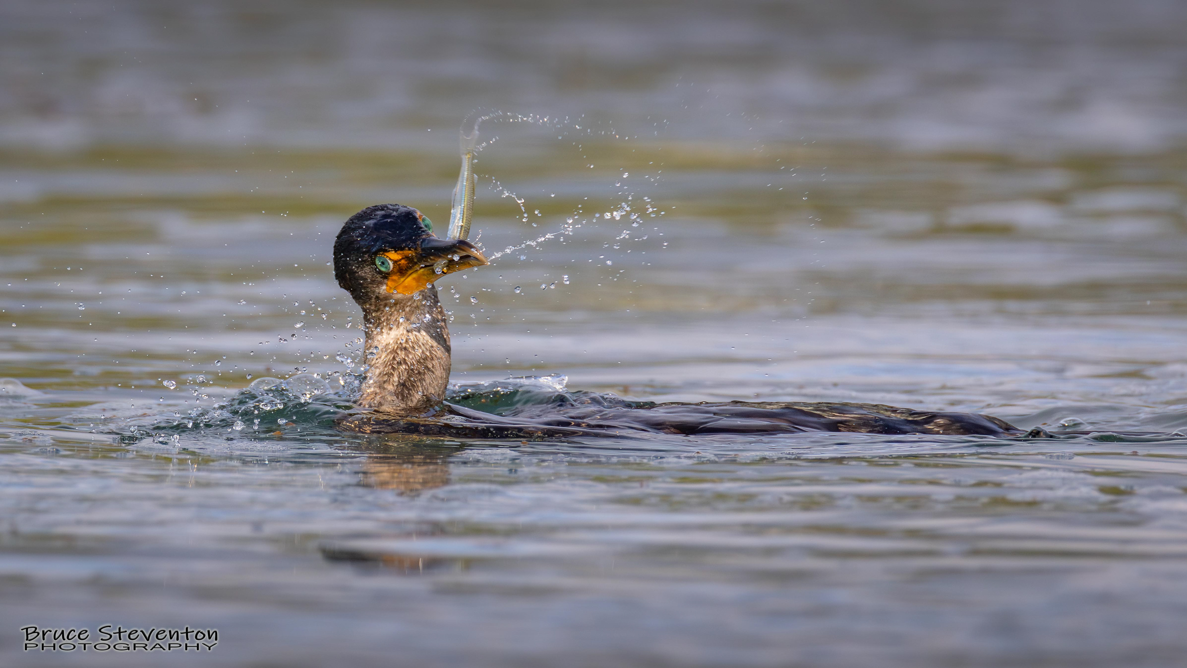 Double-crested Cormorant