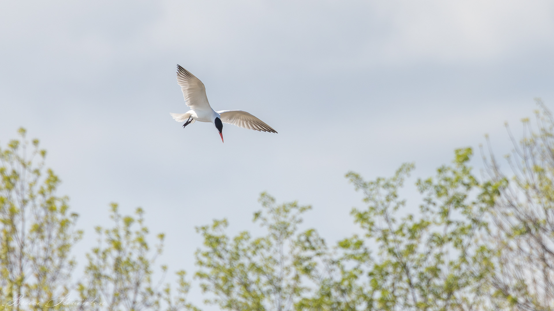 Common Tern