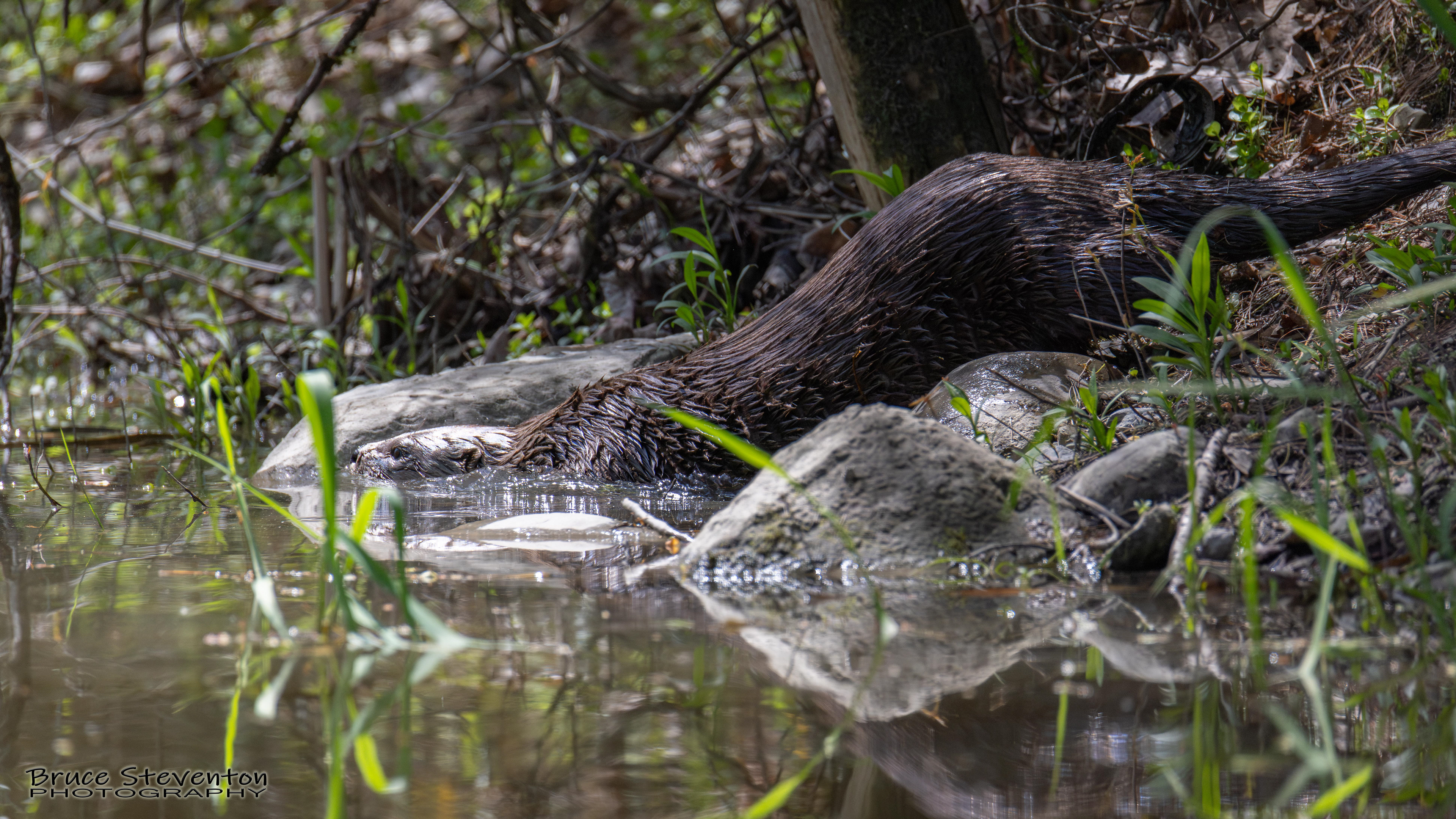 River Otter