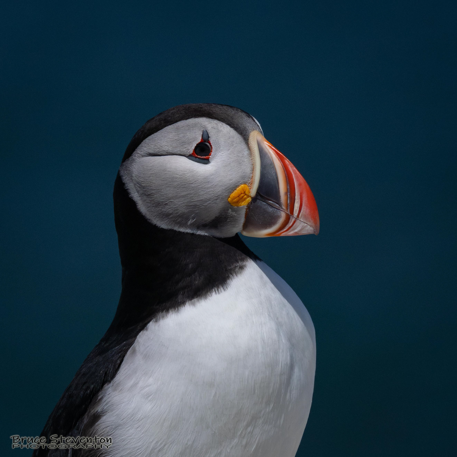 Atlantic Puffin