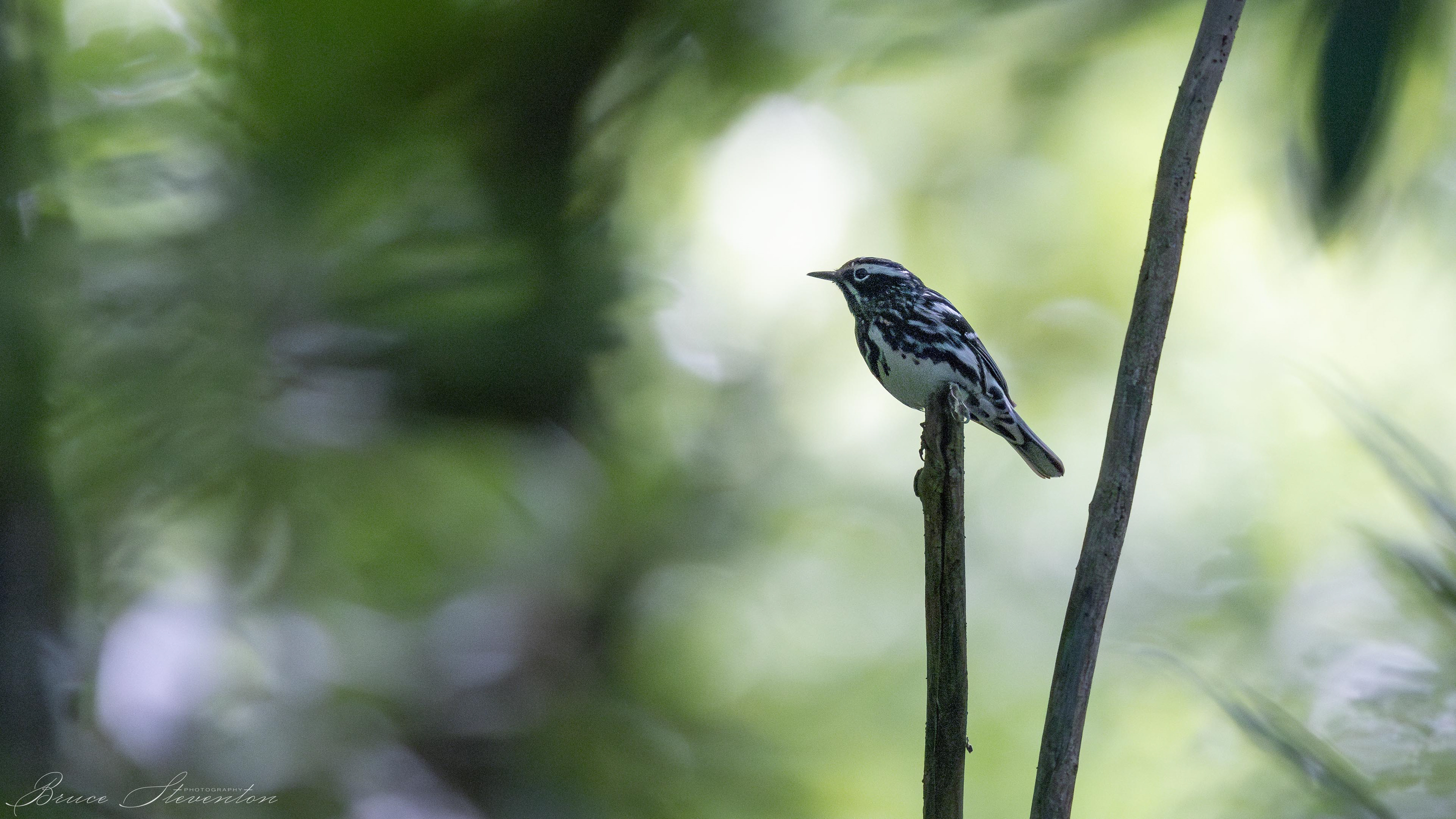 Black-and-white Warbler - Bartlett Mt