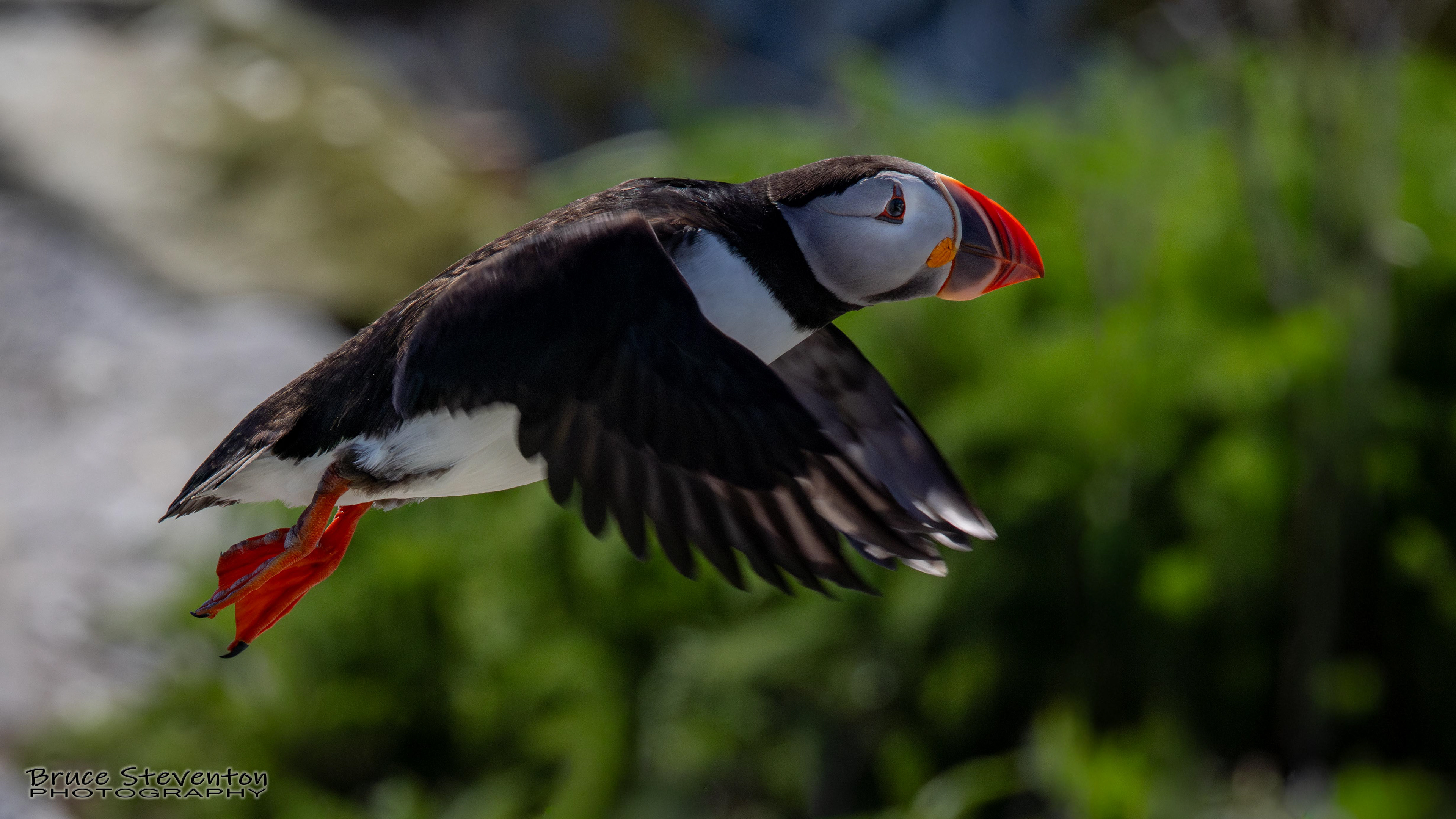 Atlantic Puffin