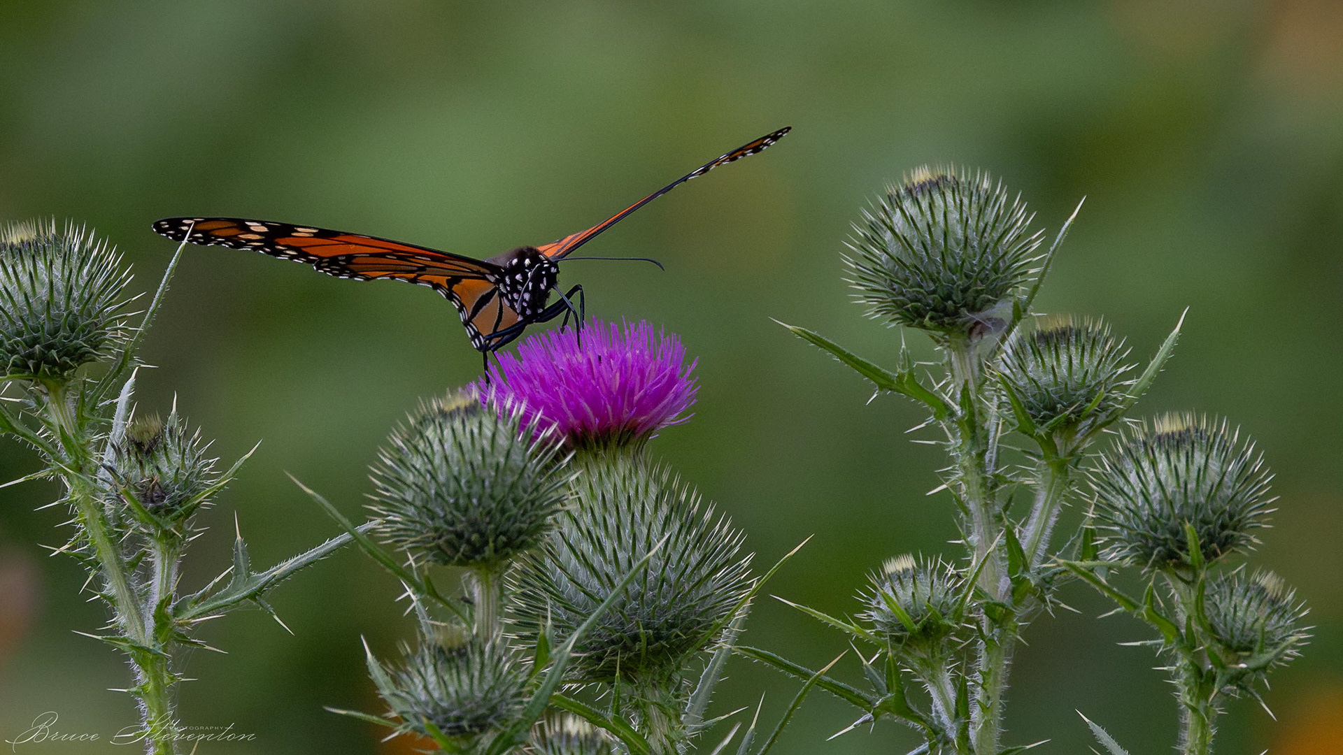 Monarch on Thistle