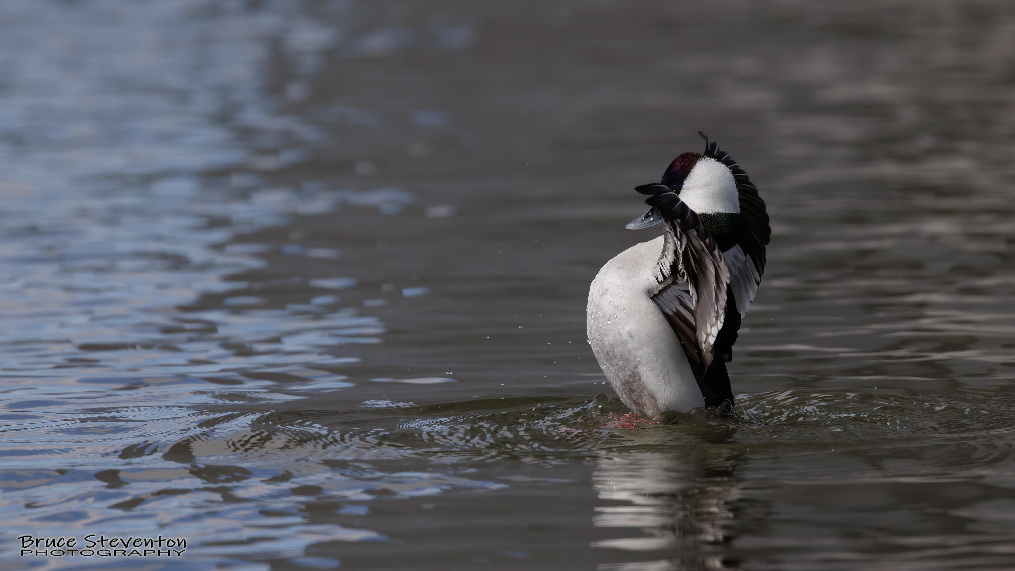 Bufflehead (M) - Addison, VT