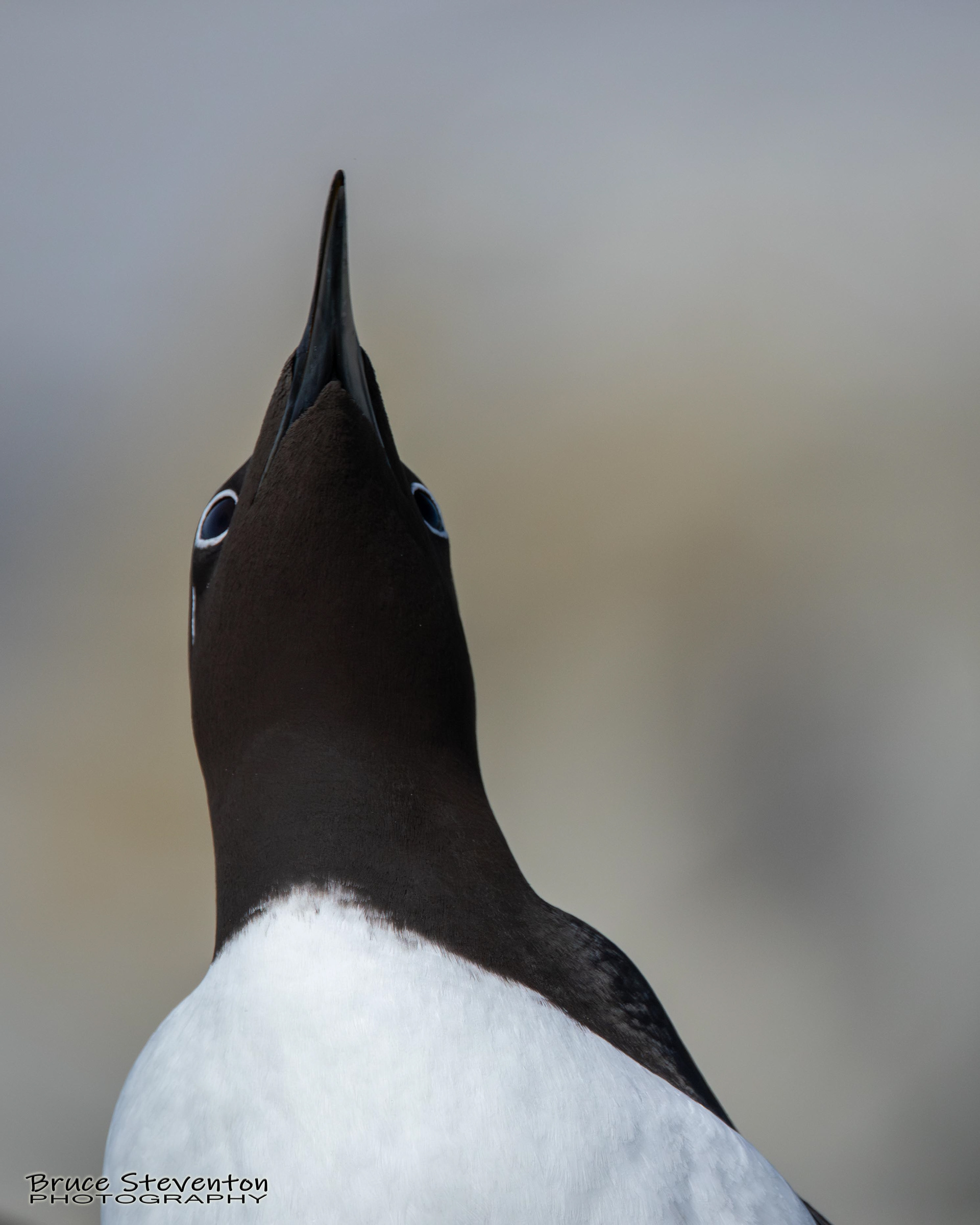 Common Murre
