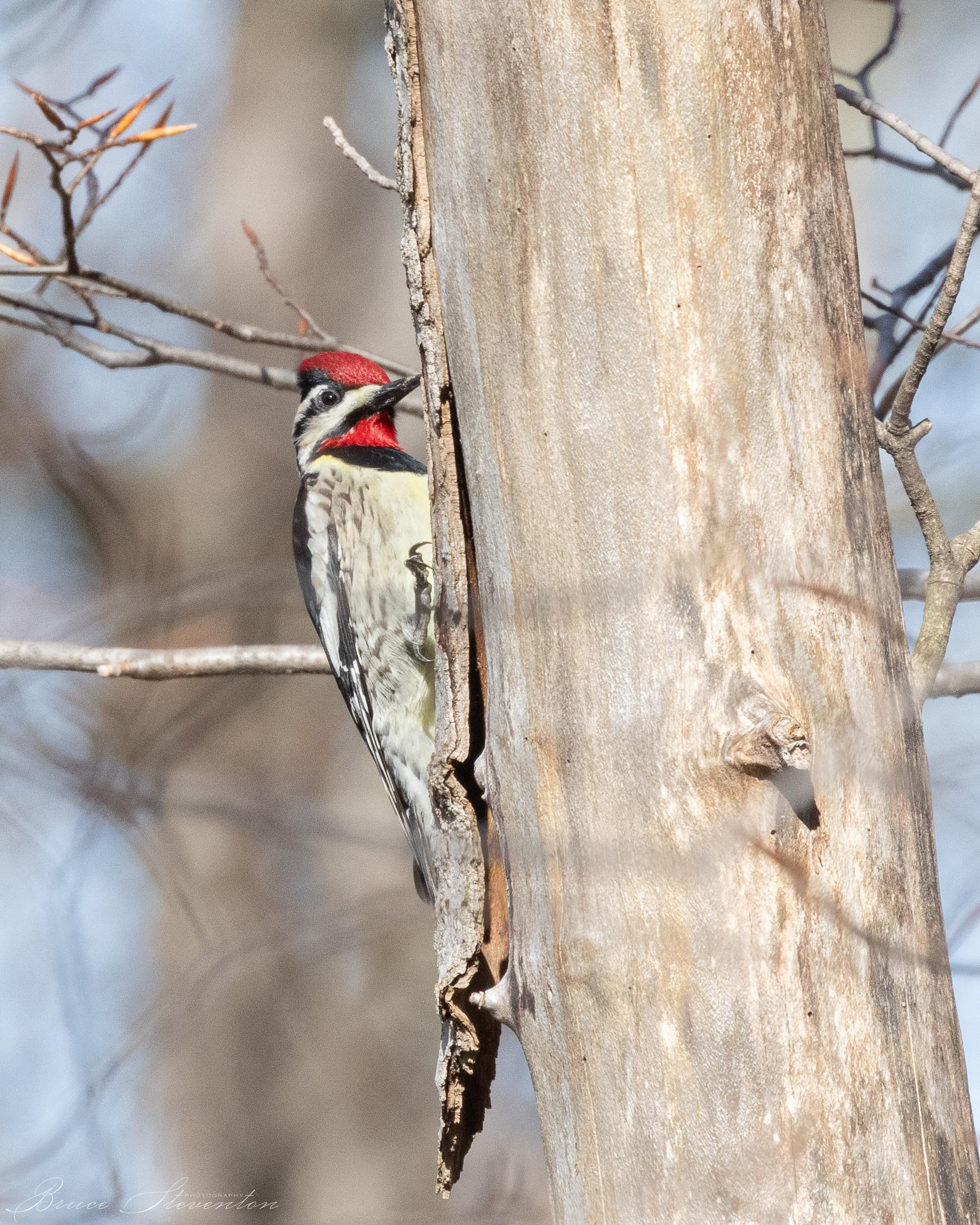 The sapsuckers would tap all around and up and down a tree to find the best sound response