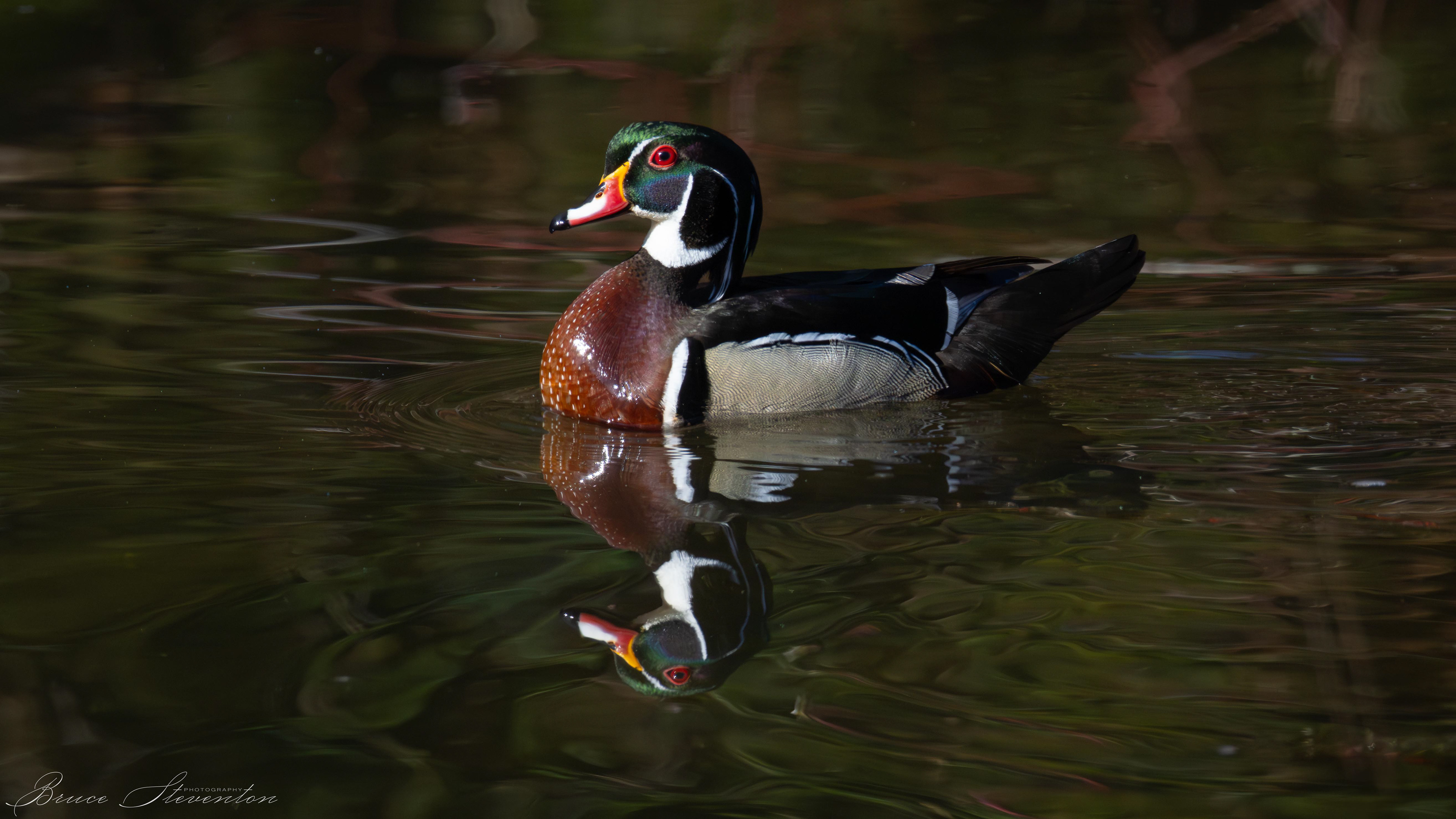 Wood Duck (M)