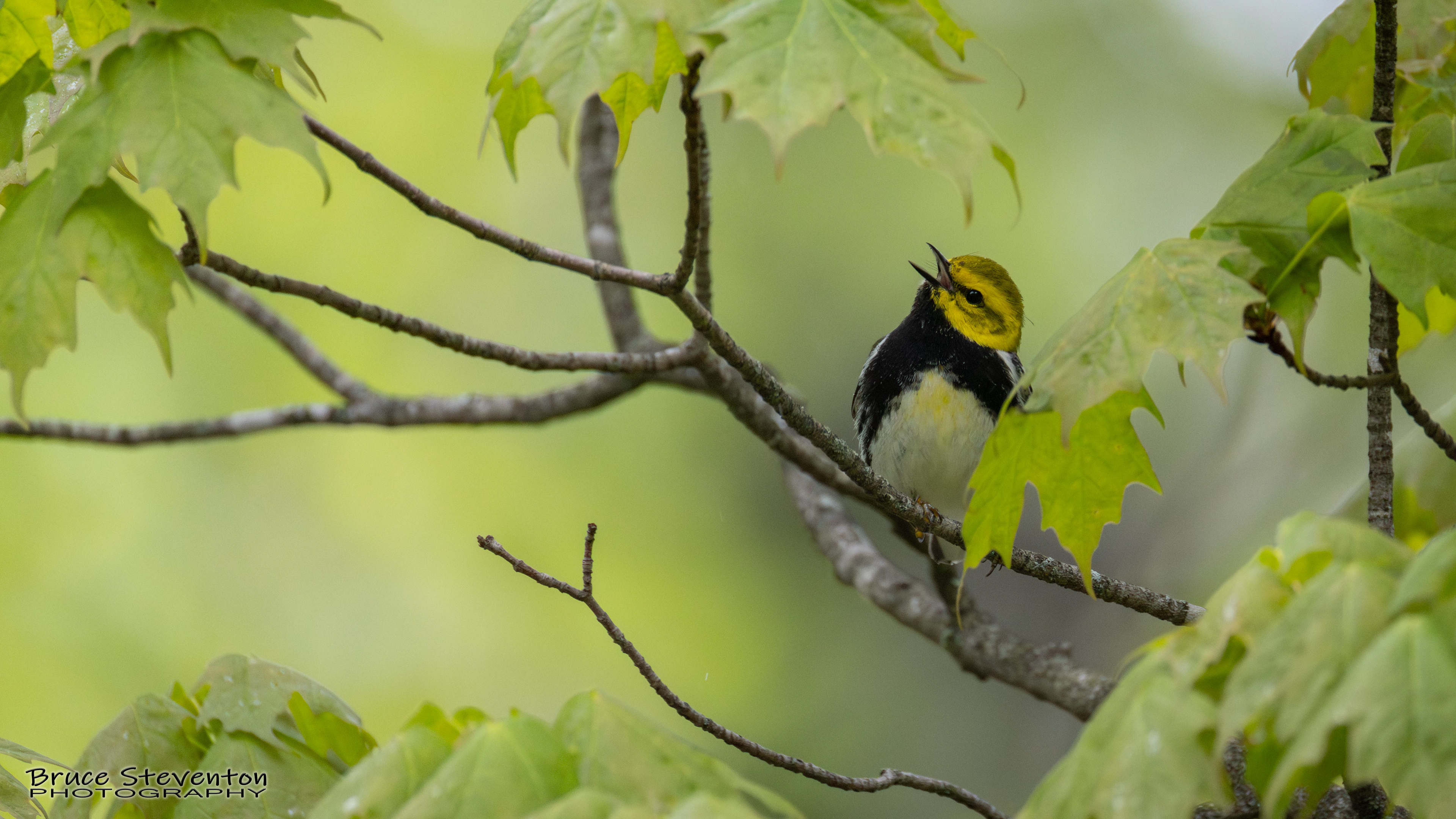 Black-throated Green Warbler