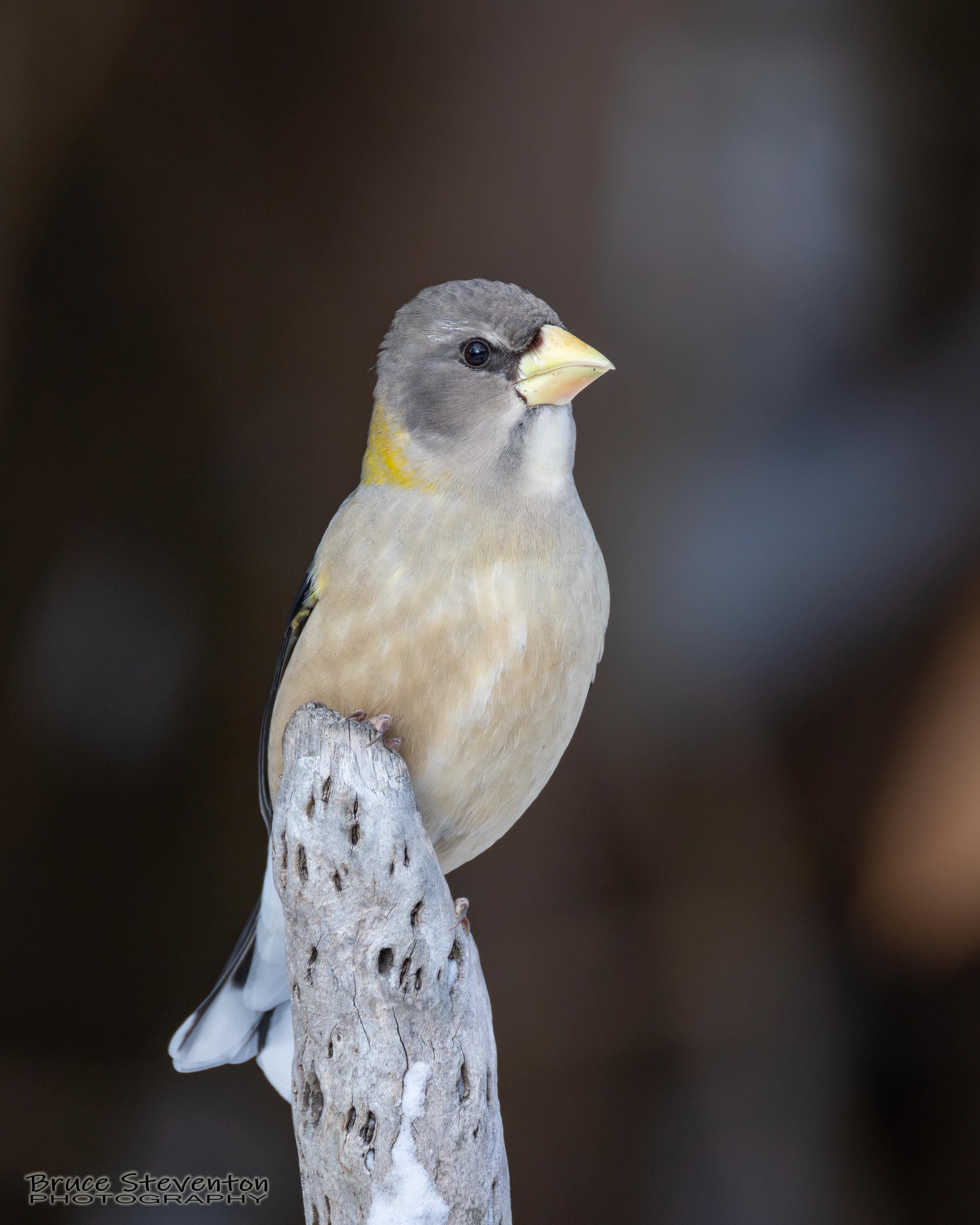 Evening Grosbeak