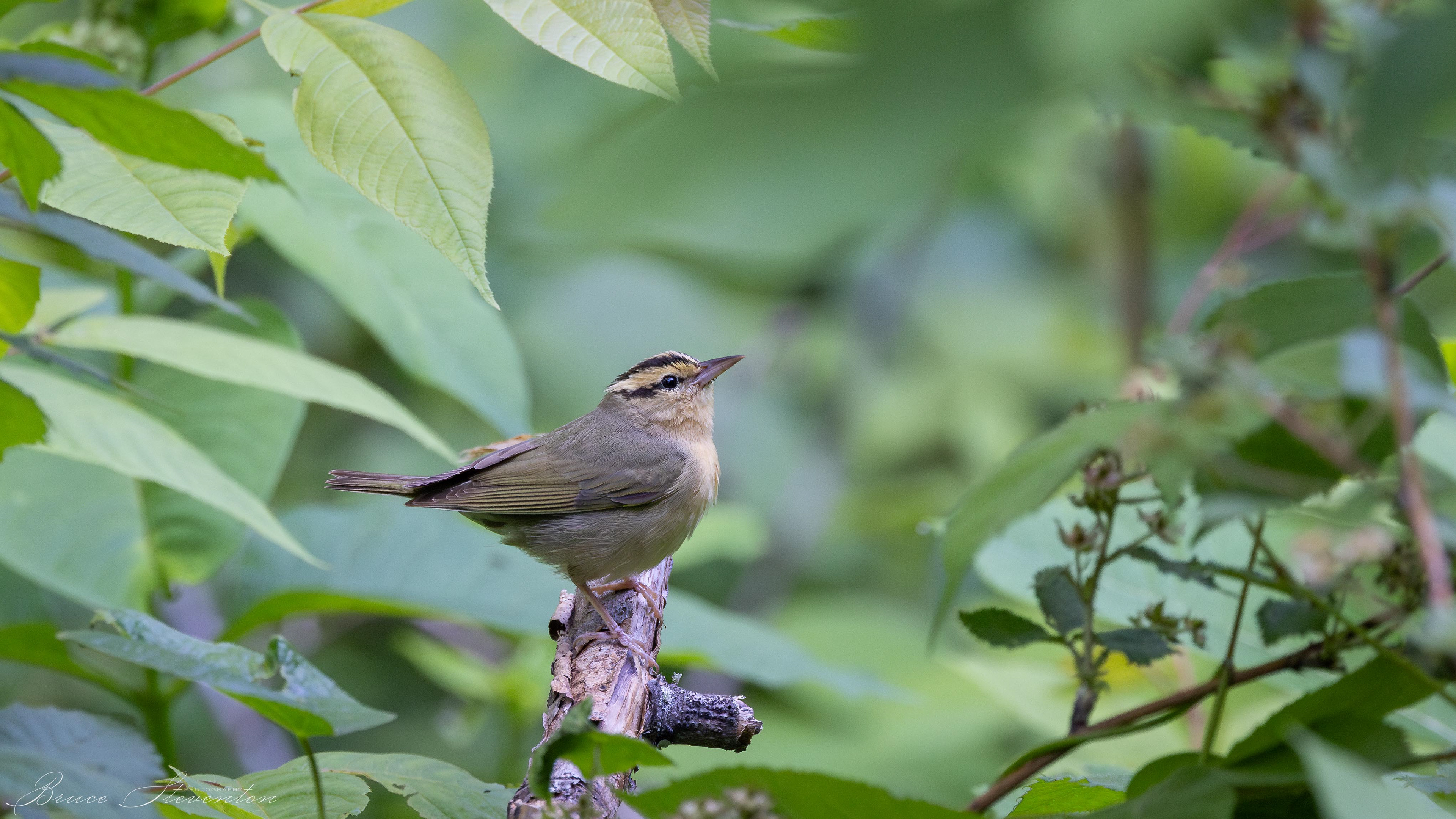 Worm-eating Warbler - Blue Ridge Parkway