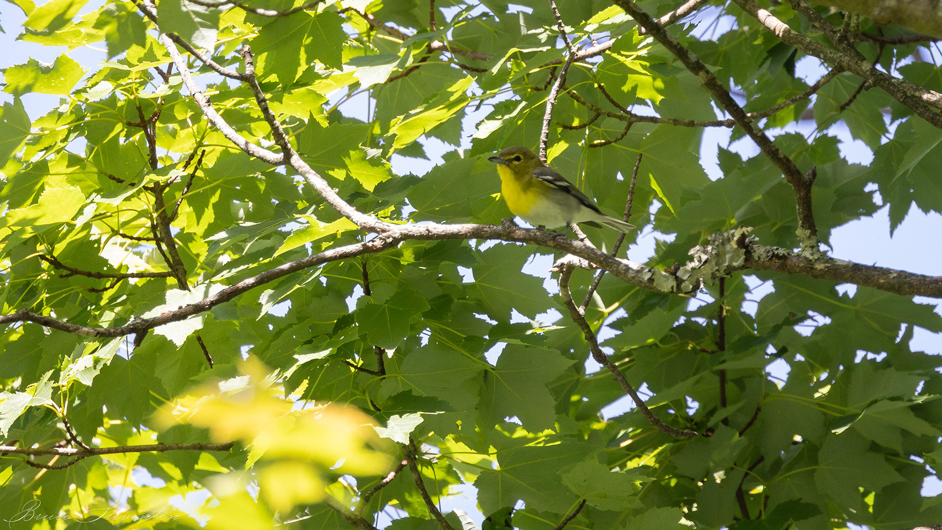 Yellow-throated Vireo - Blue Ridge Parkway