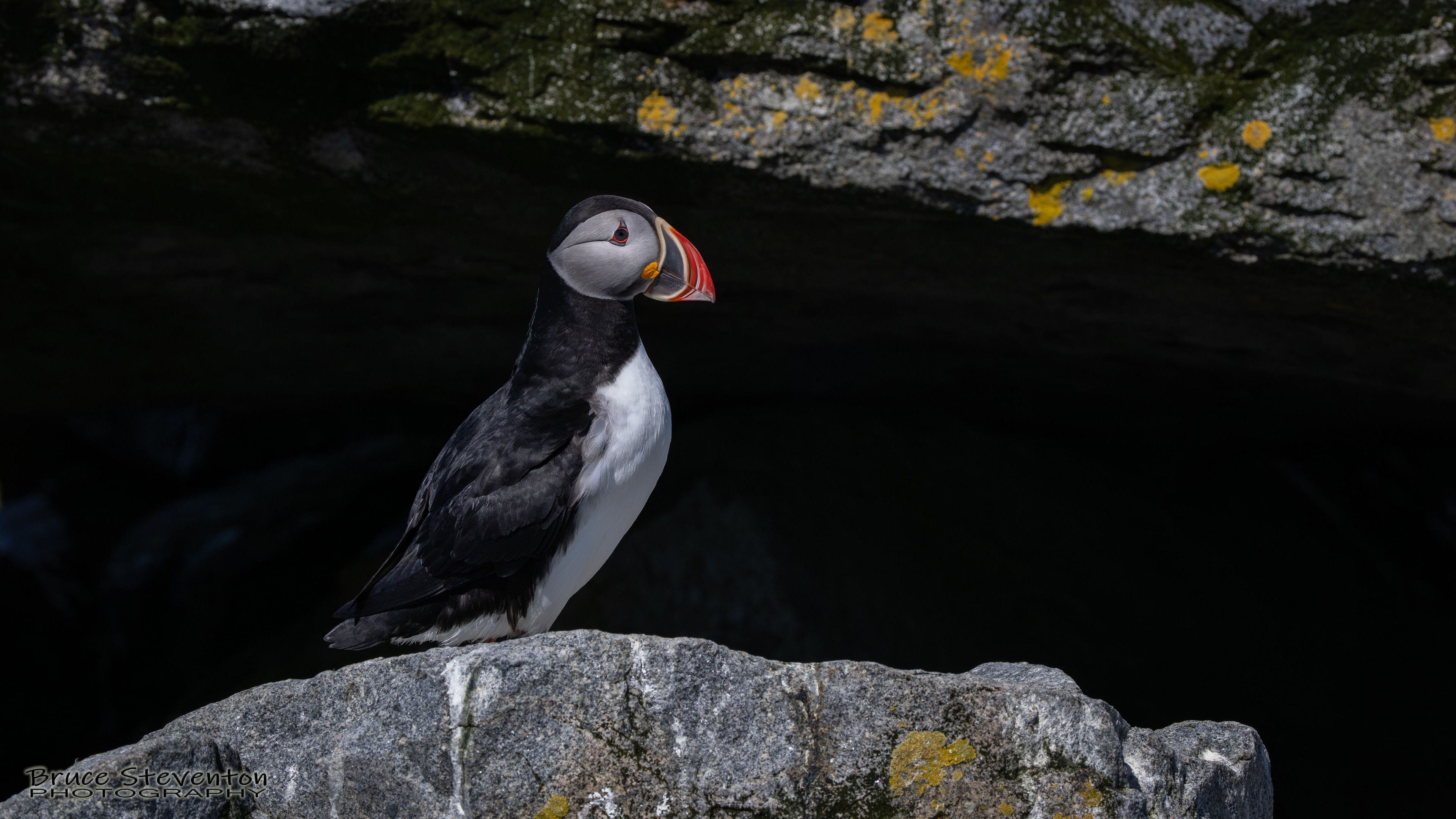 Atlantic Puffin