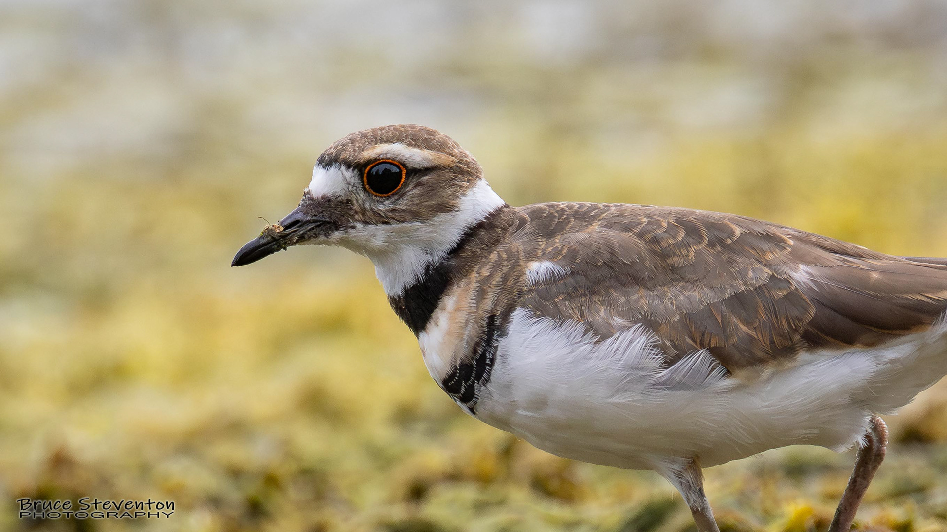 Killdeer