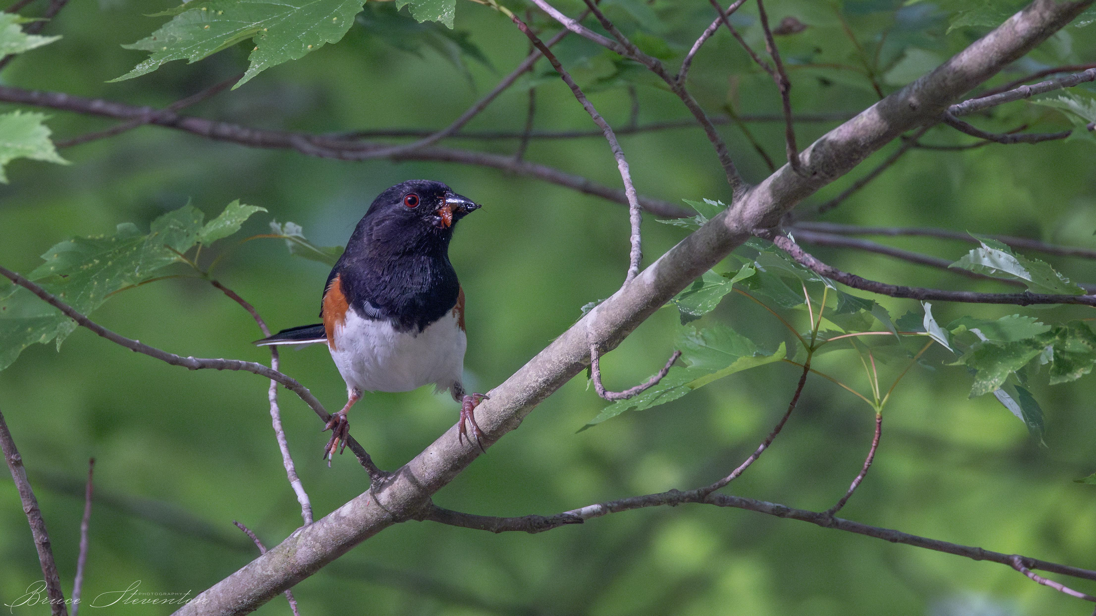 Eastern Towhee - Bartlett Mt
