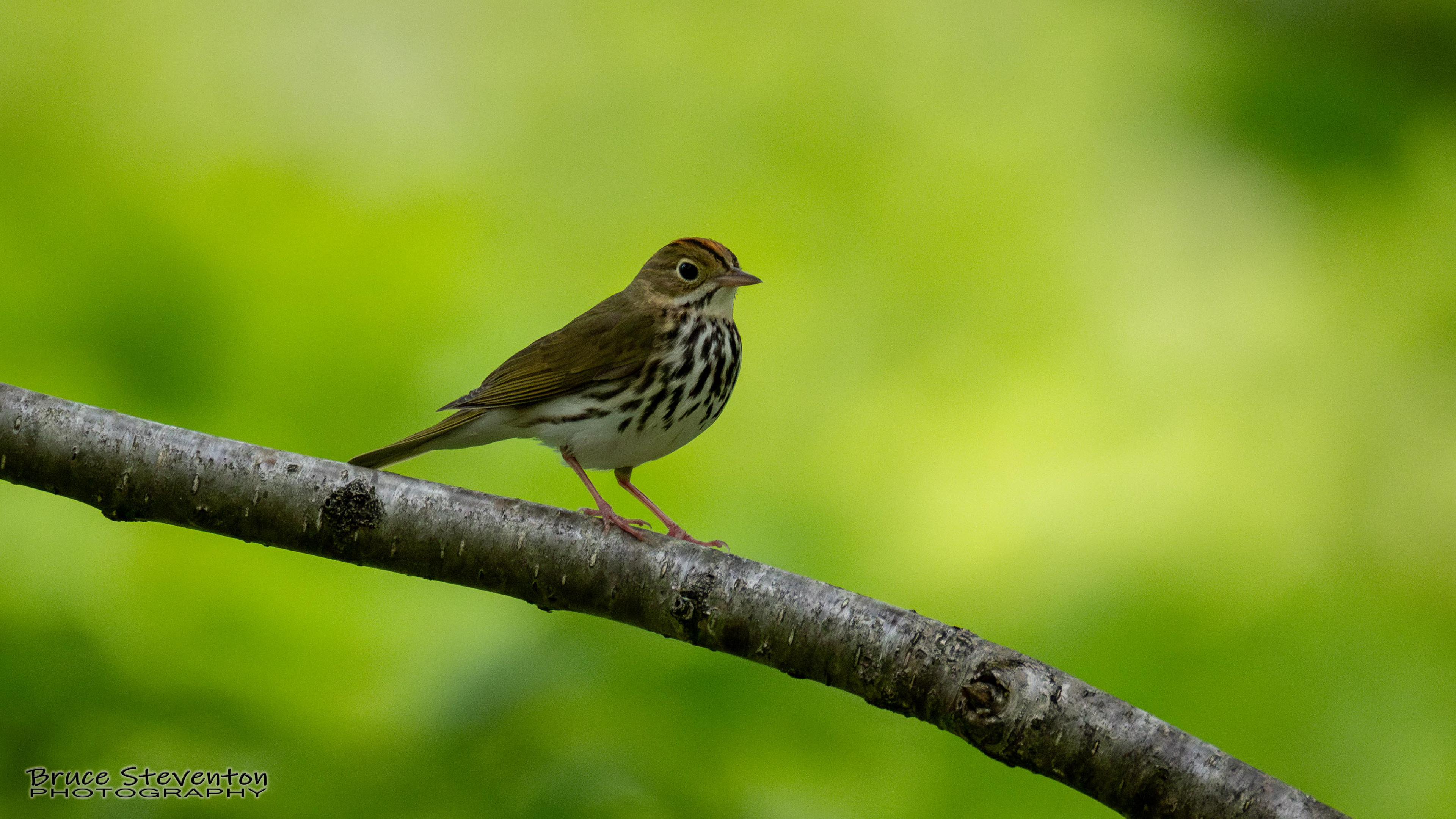 Ovenbird