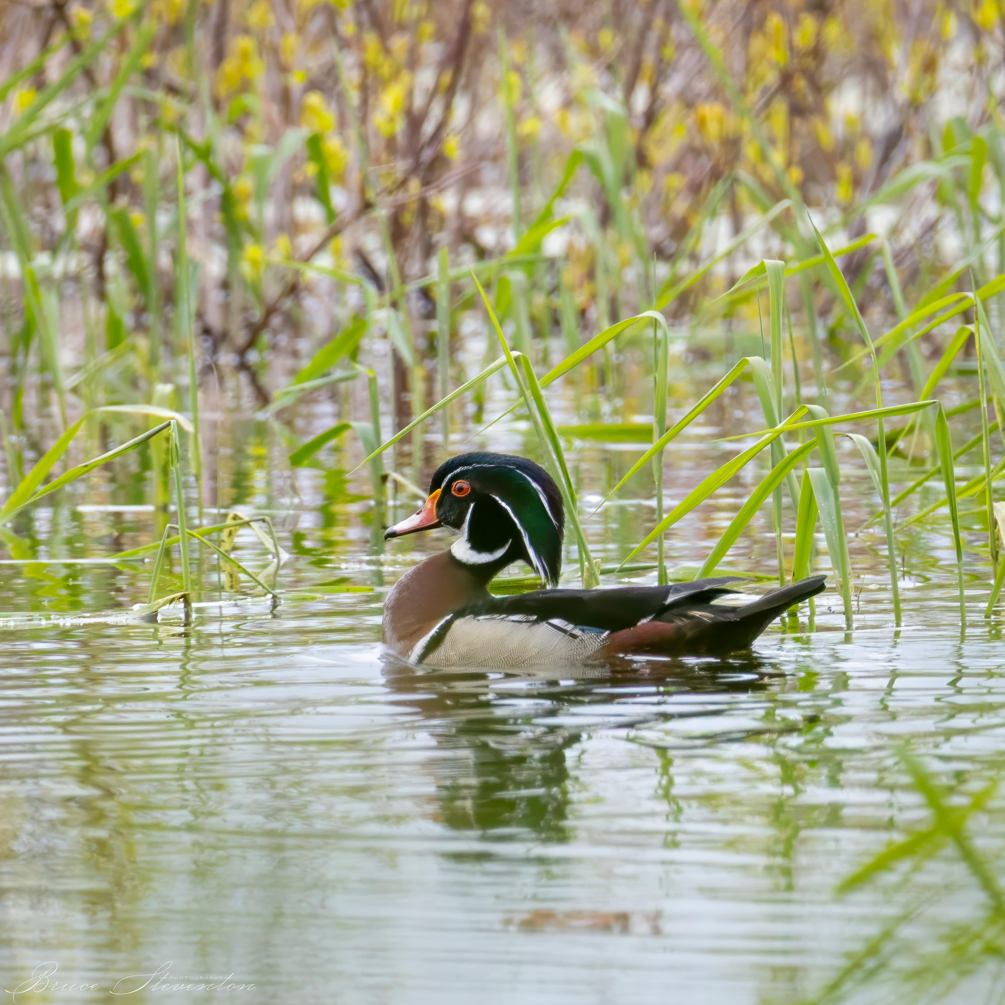 Wood Duck (M)