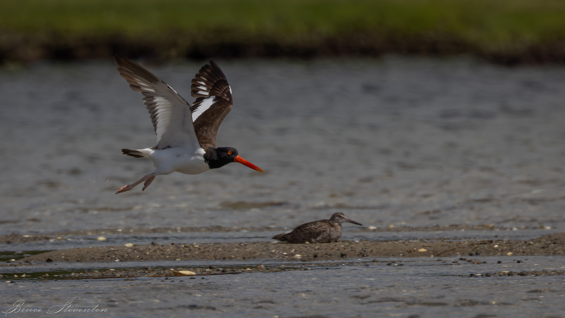Oyster Catcher & Willet