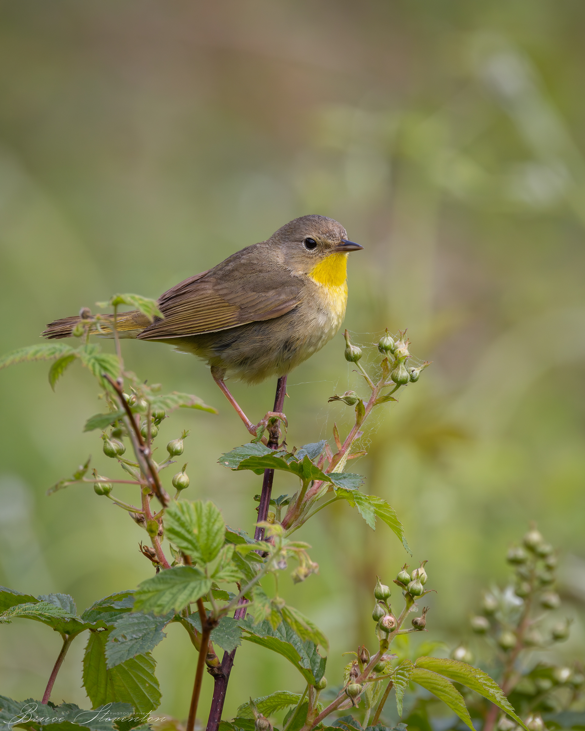 Common Yellowthroat