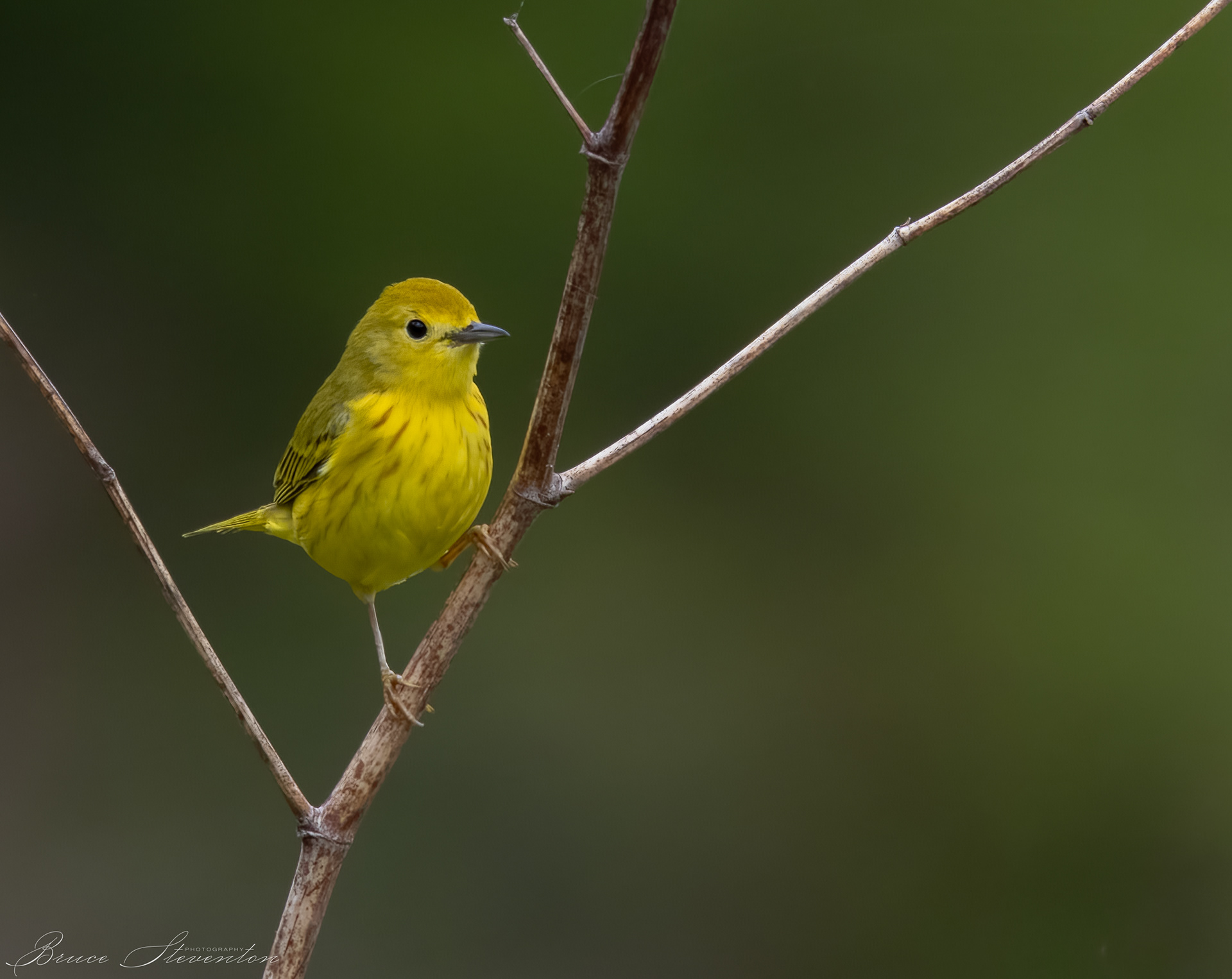 Yellow Warbler