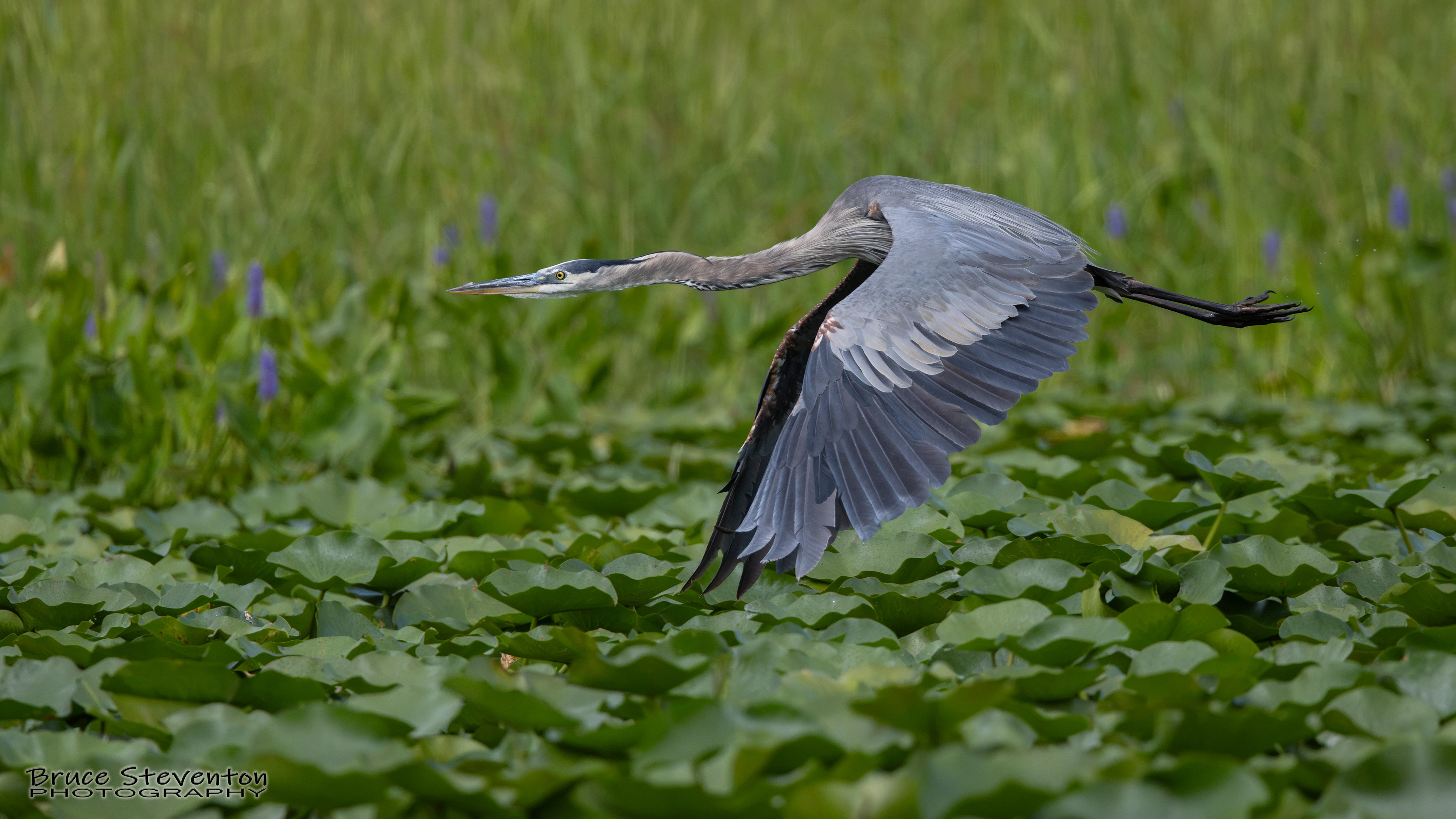 Great Blue Heron