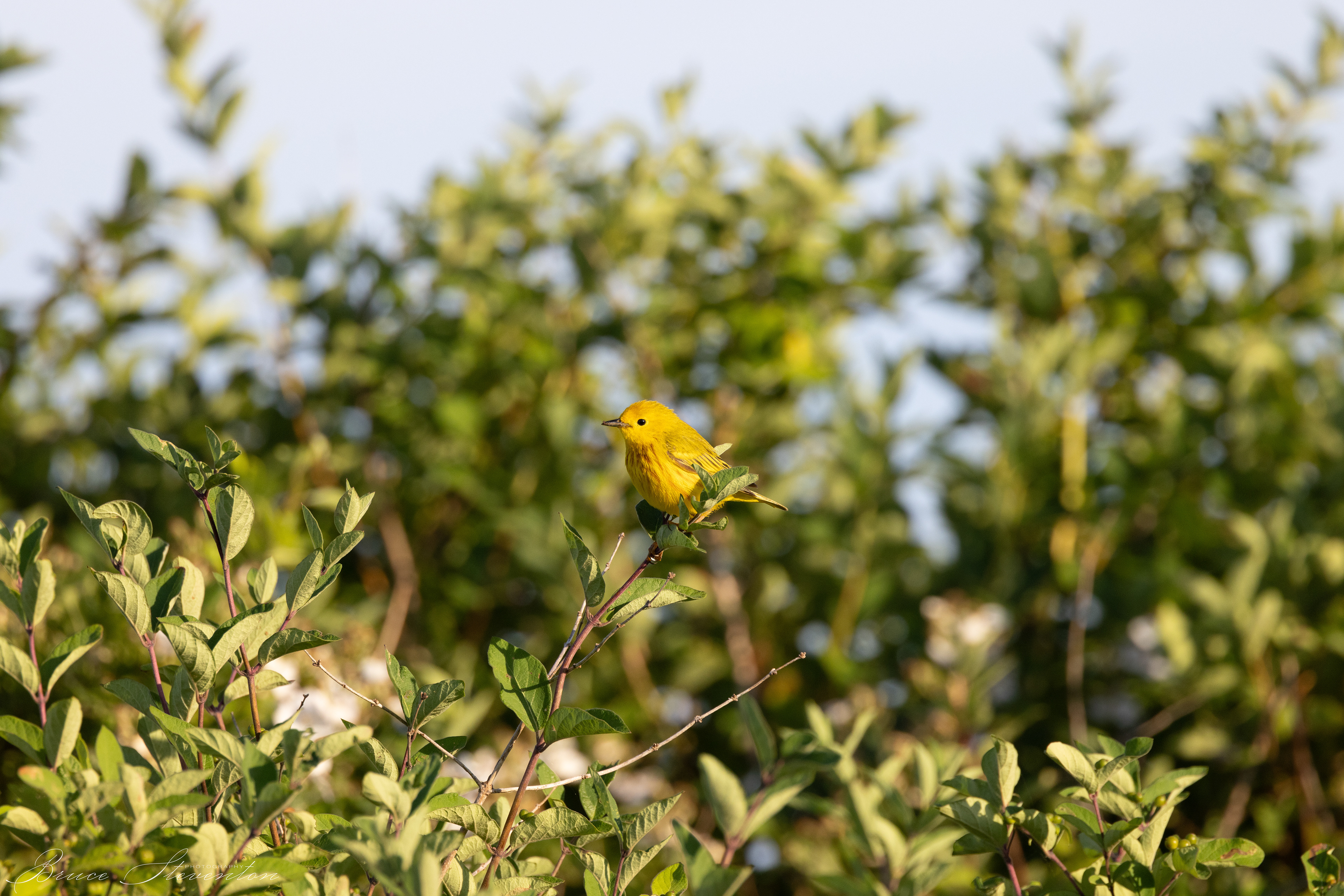Yellow Warbler