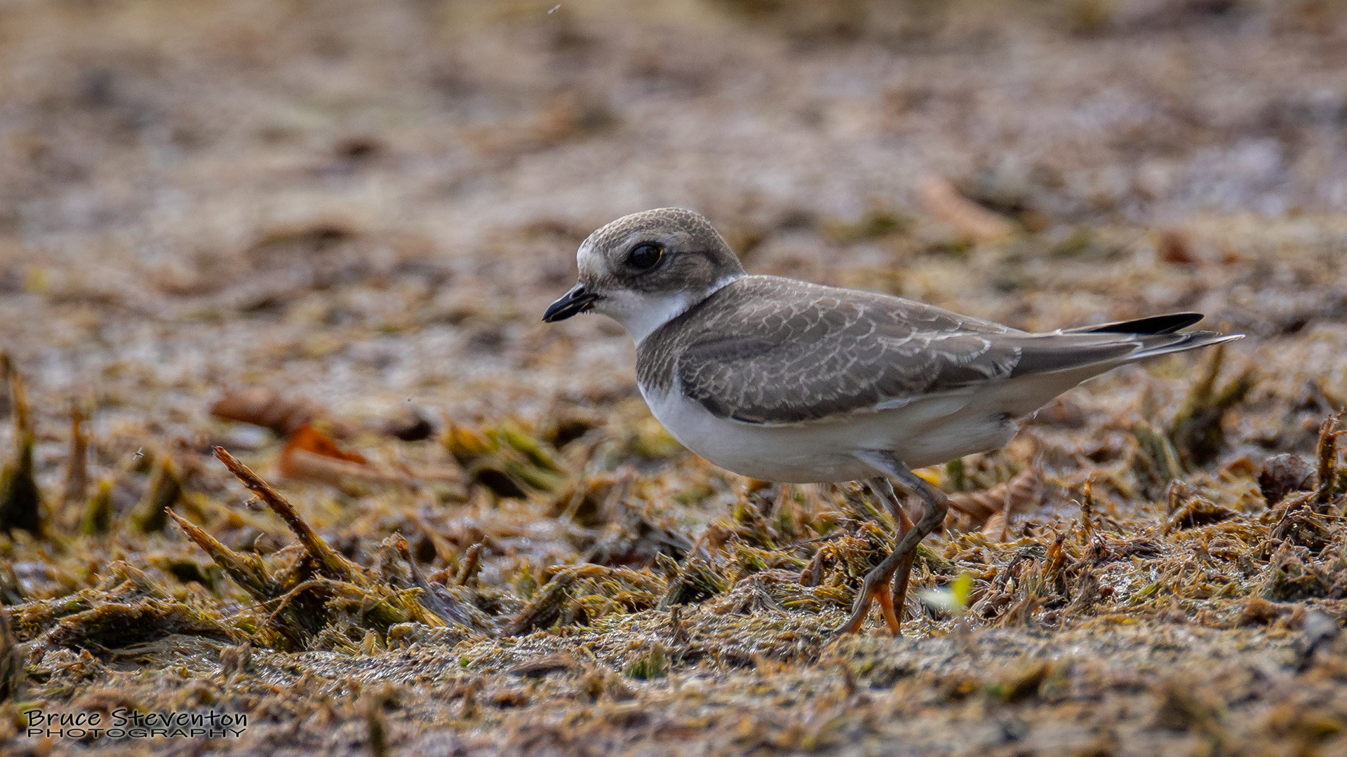 Semipalmated Plover