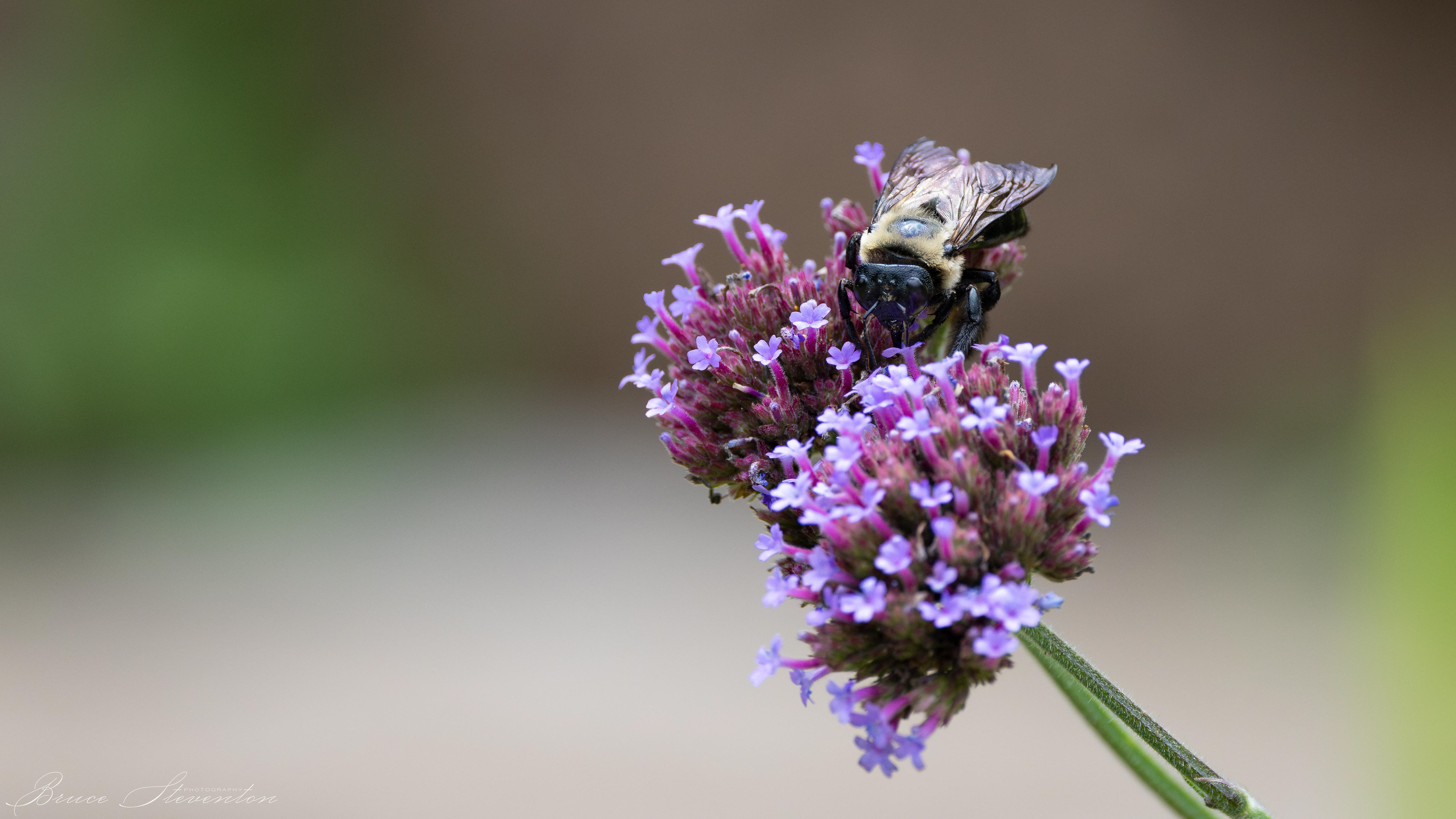 Carpenter Bee