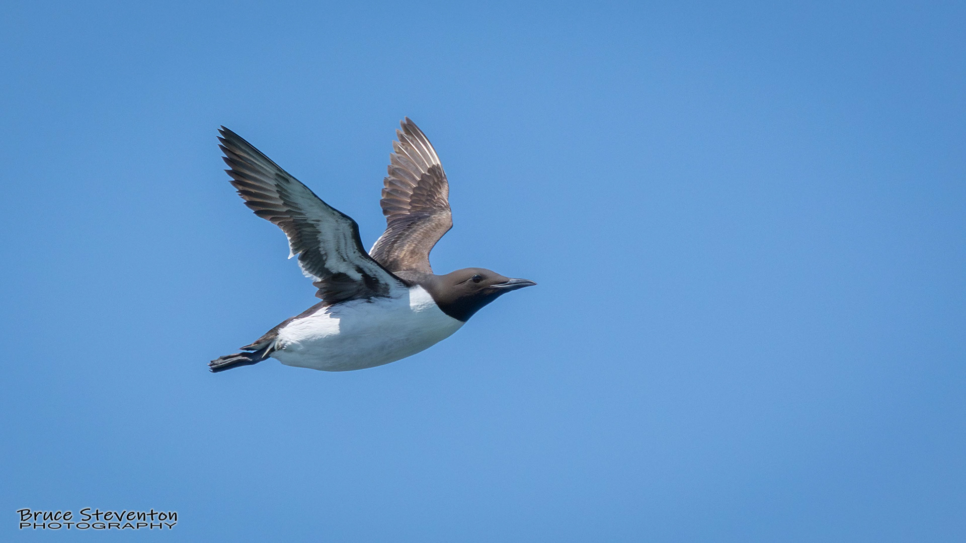 Common Murre
